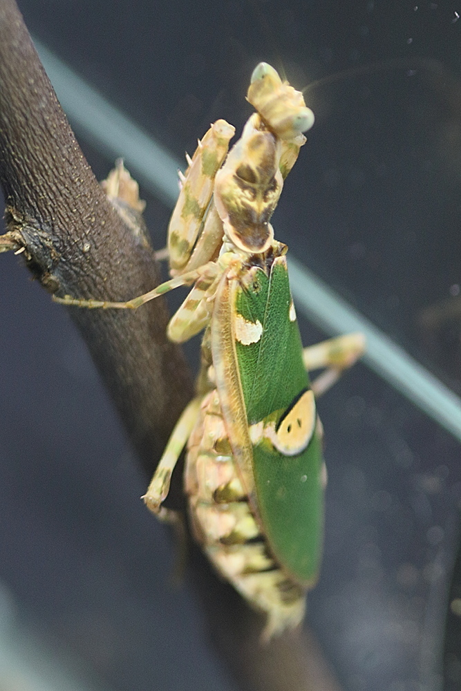 Afficher le média creobroter_pictipennis2bd creobroter_pictipennis2bd