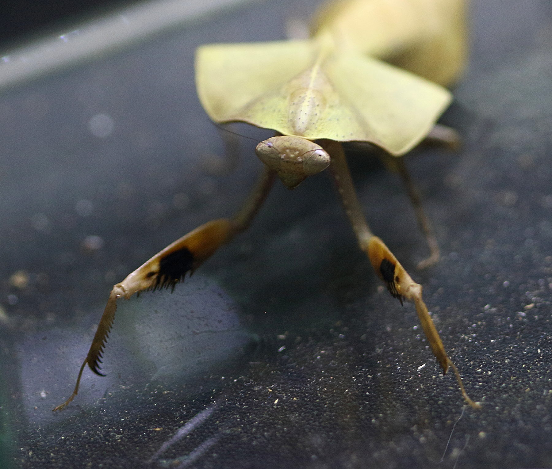 deroplatys_lobata2bd