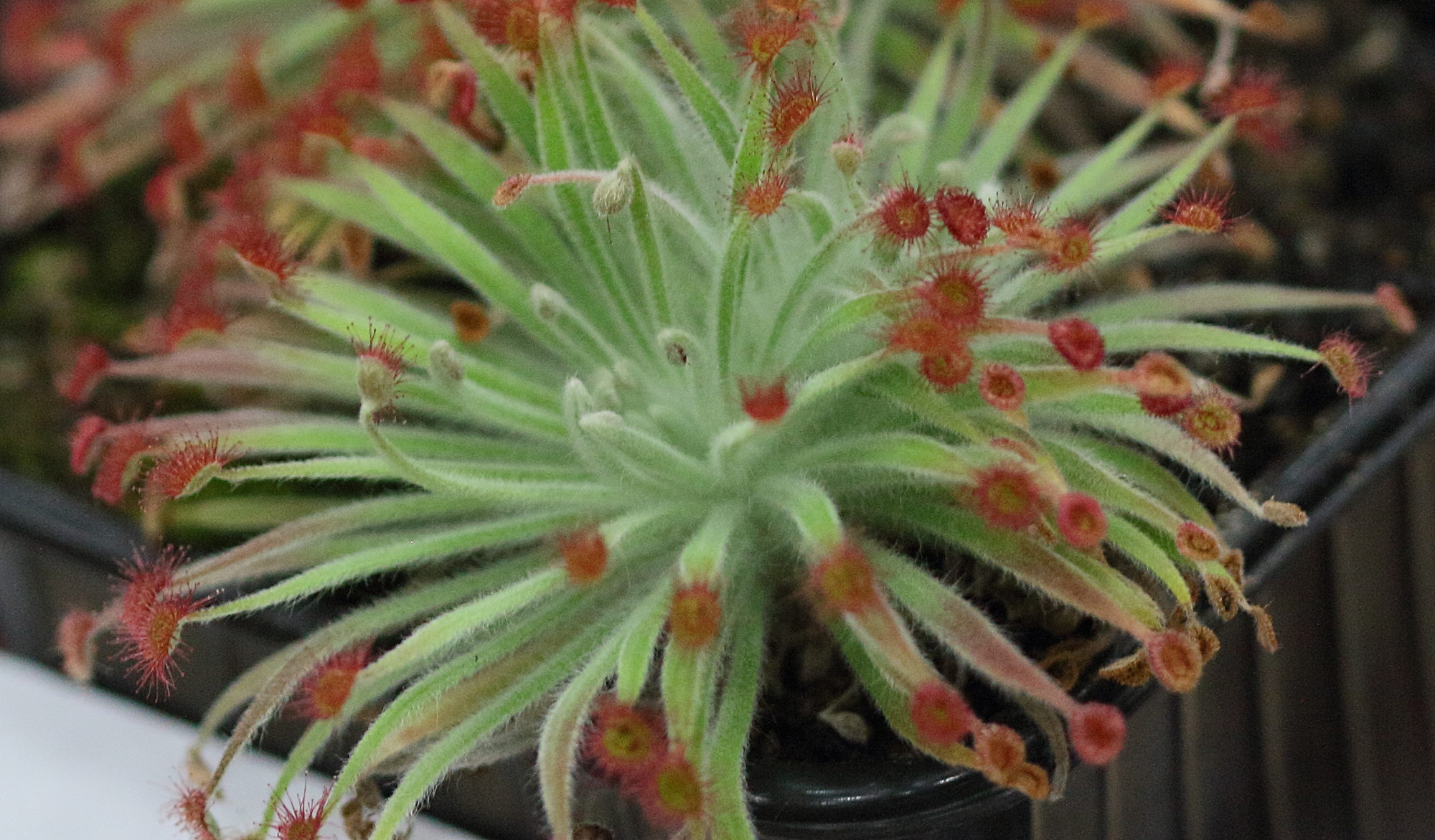 drosera_ordensis1bd