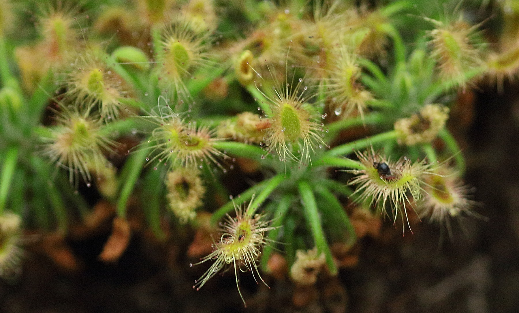 Afficher le média drosera_scorpioides1bd drosera_scorpioides1bd