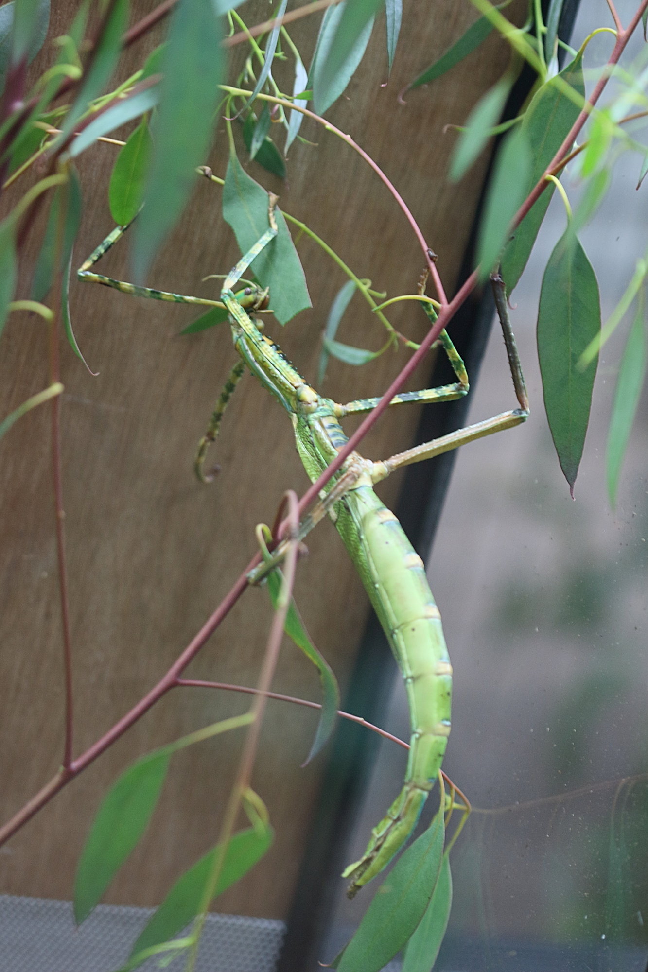 eurycnema_versirubra1bd