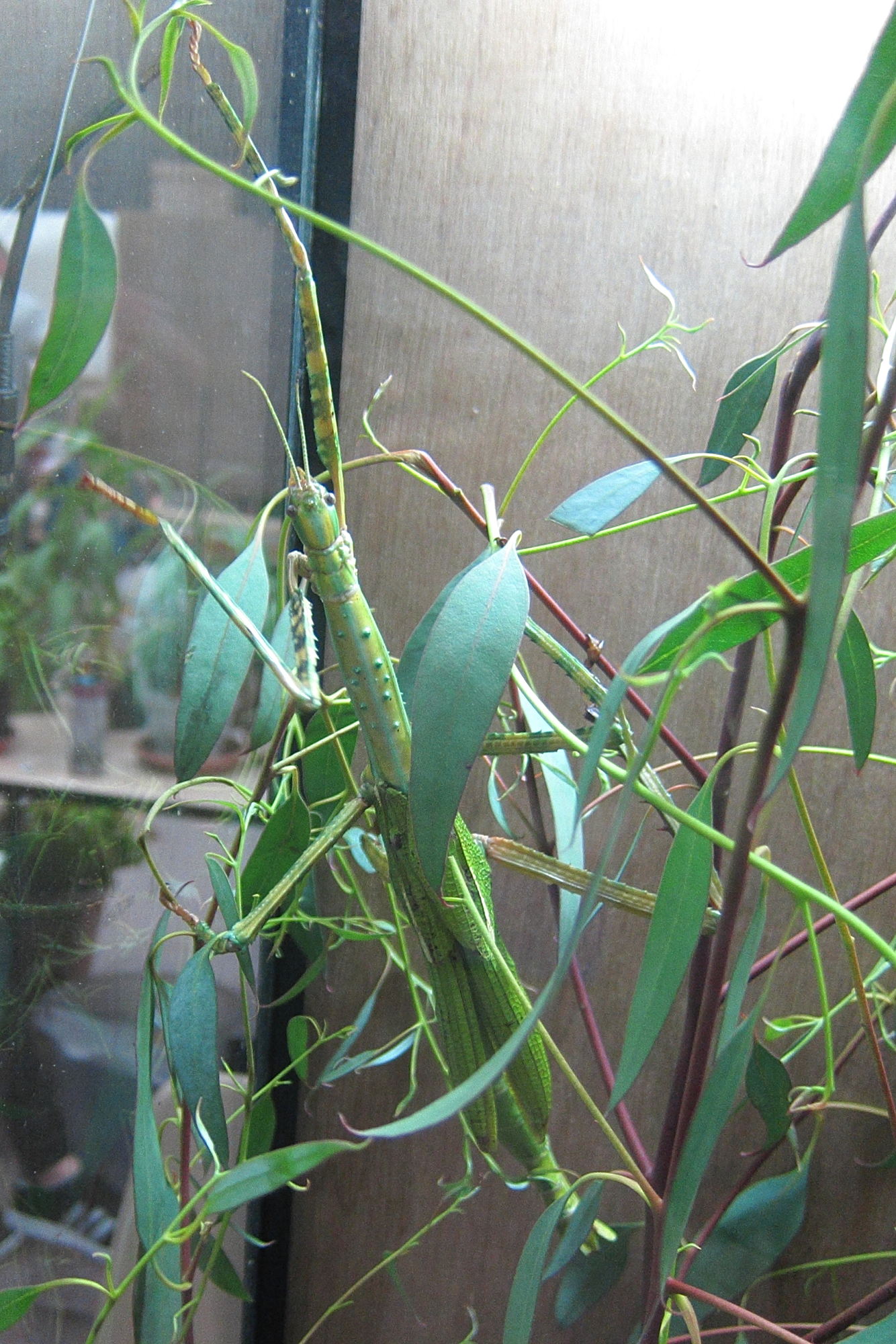 eurycnema_versirubra2bd