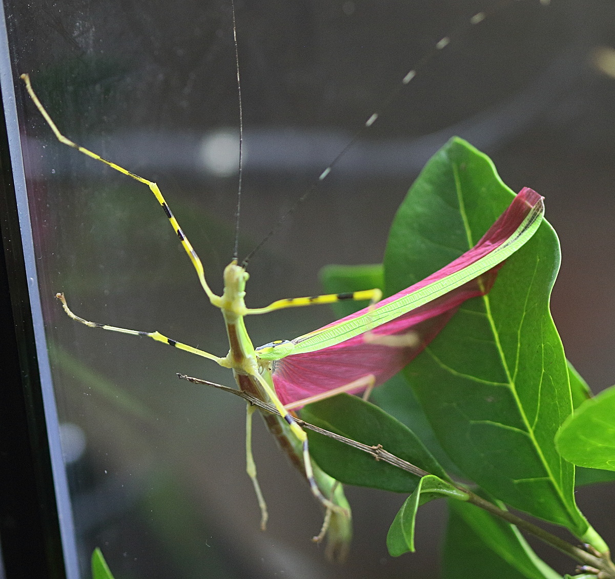 Afficher le média necroscia_annulipes1bd necroscia_annulipes1bd