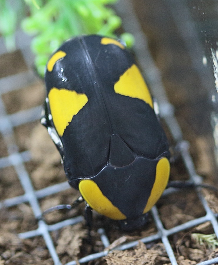 pachnoda_abyssinica1bd