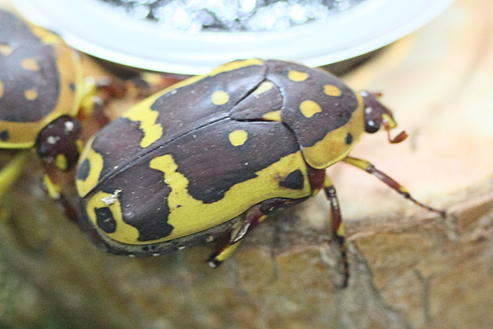 Afficher le média pachnoda_aemula1md pachnoda_aemula1md