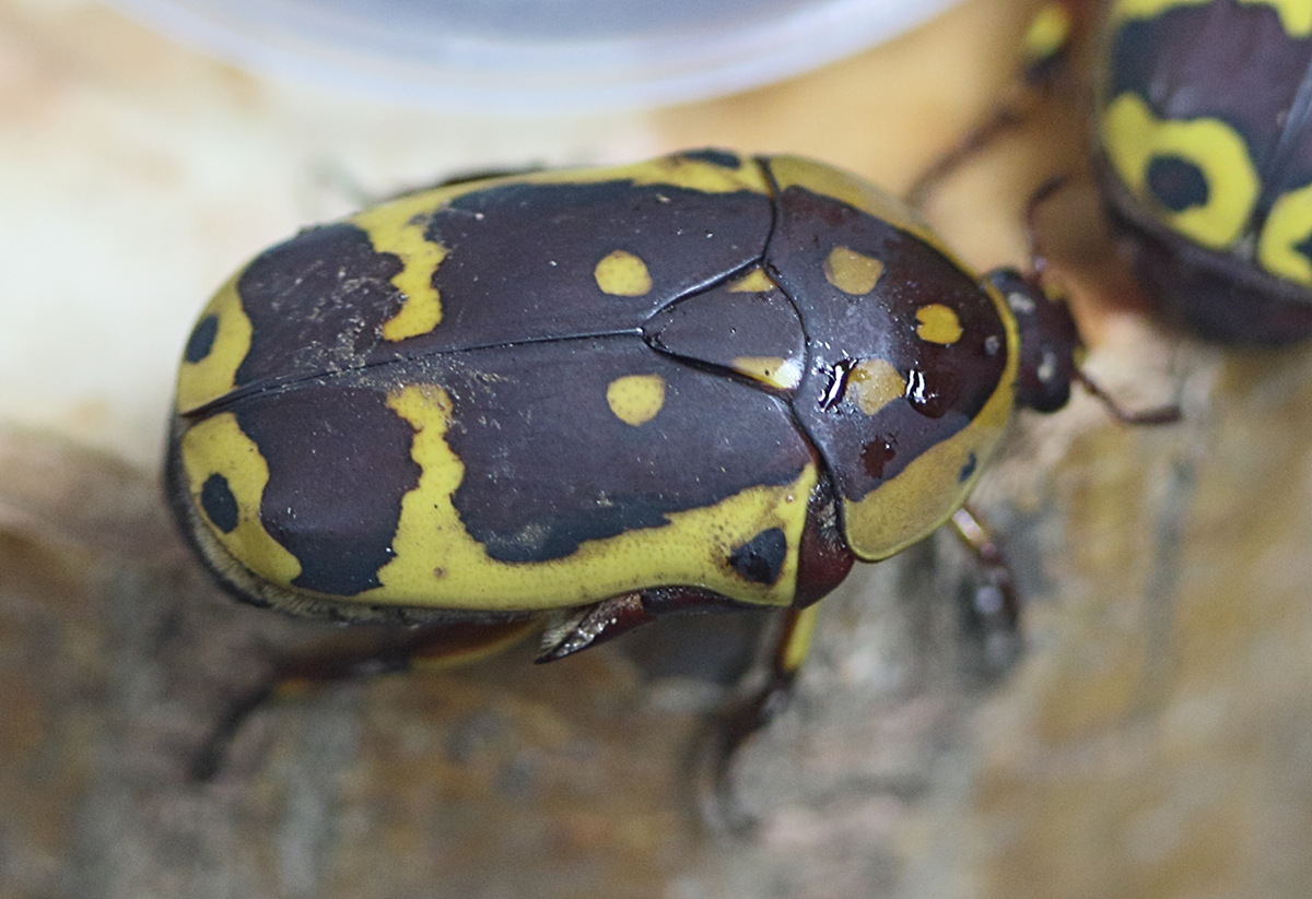 Afficher le média pachnoda_aemula2bd pachnoda_aemula2bd