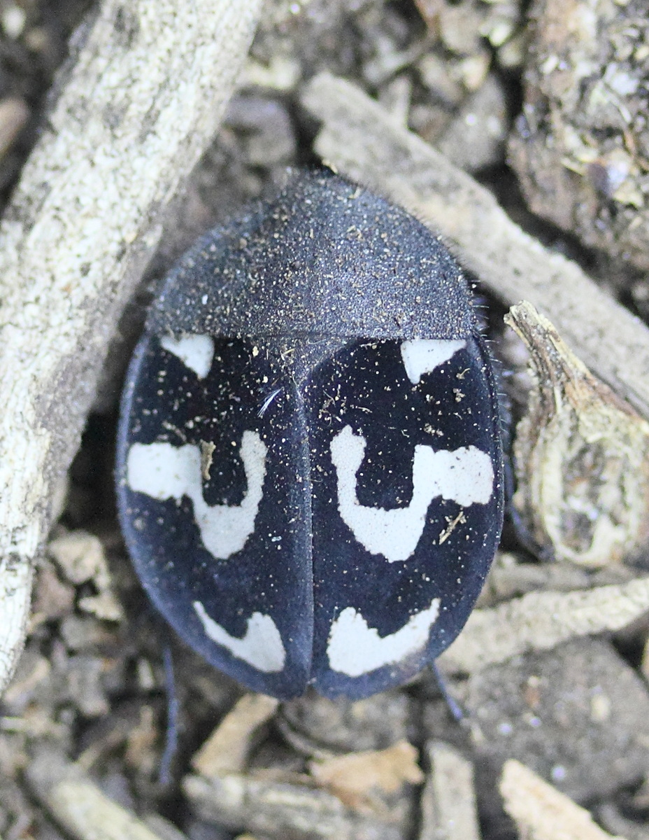 therea_olegrandjeani1md