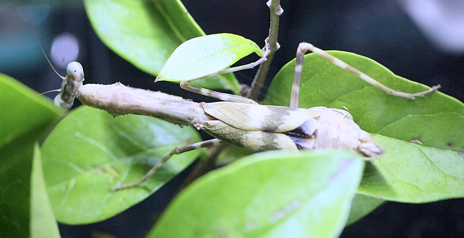 parasphendale_affinis1md