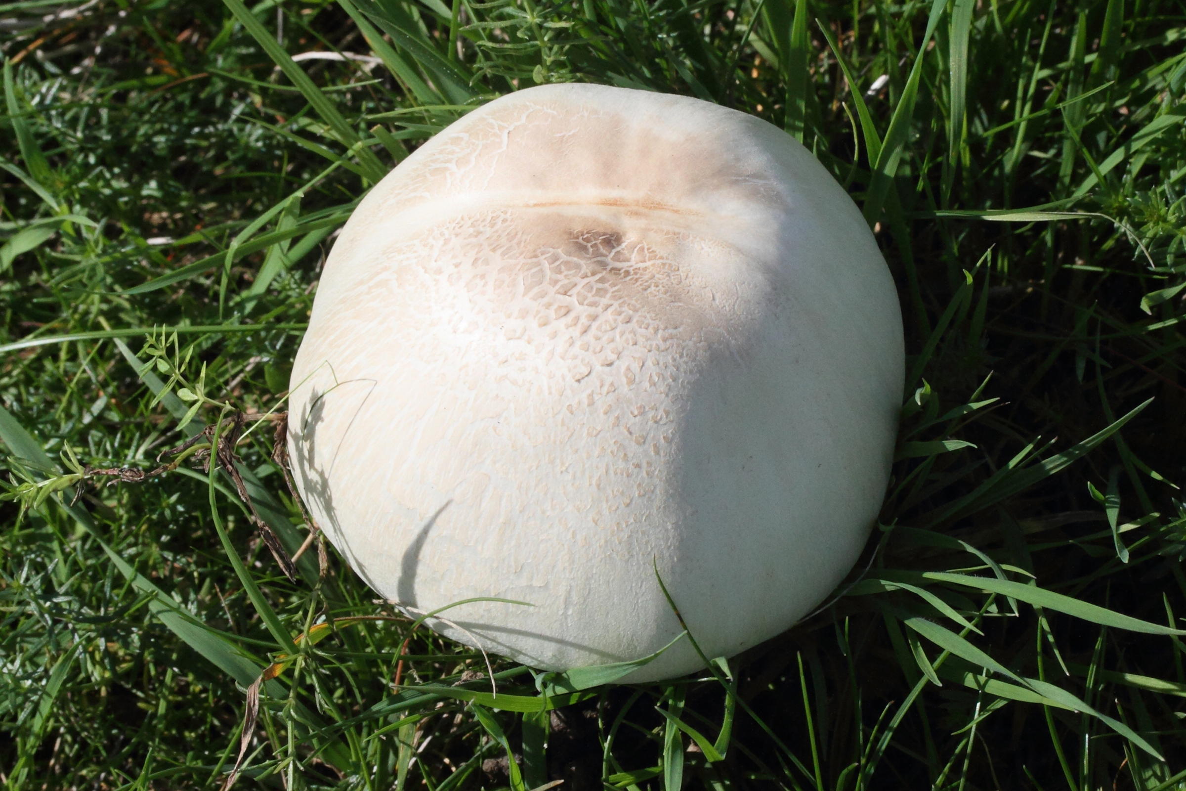 Afficher le média agaricus_arvensis1md agaricus_arvensis1md