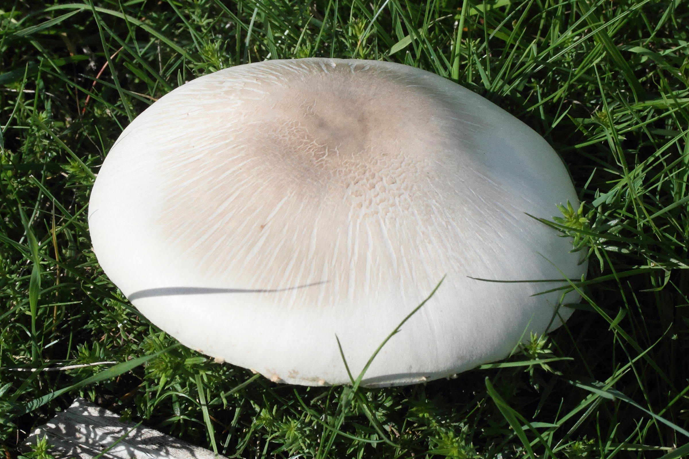 Afficher le média agaricus_arvensis2md agaricus_arvensis2md