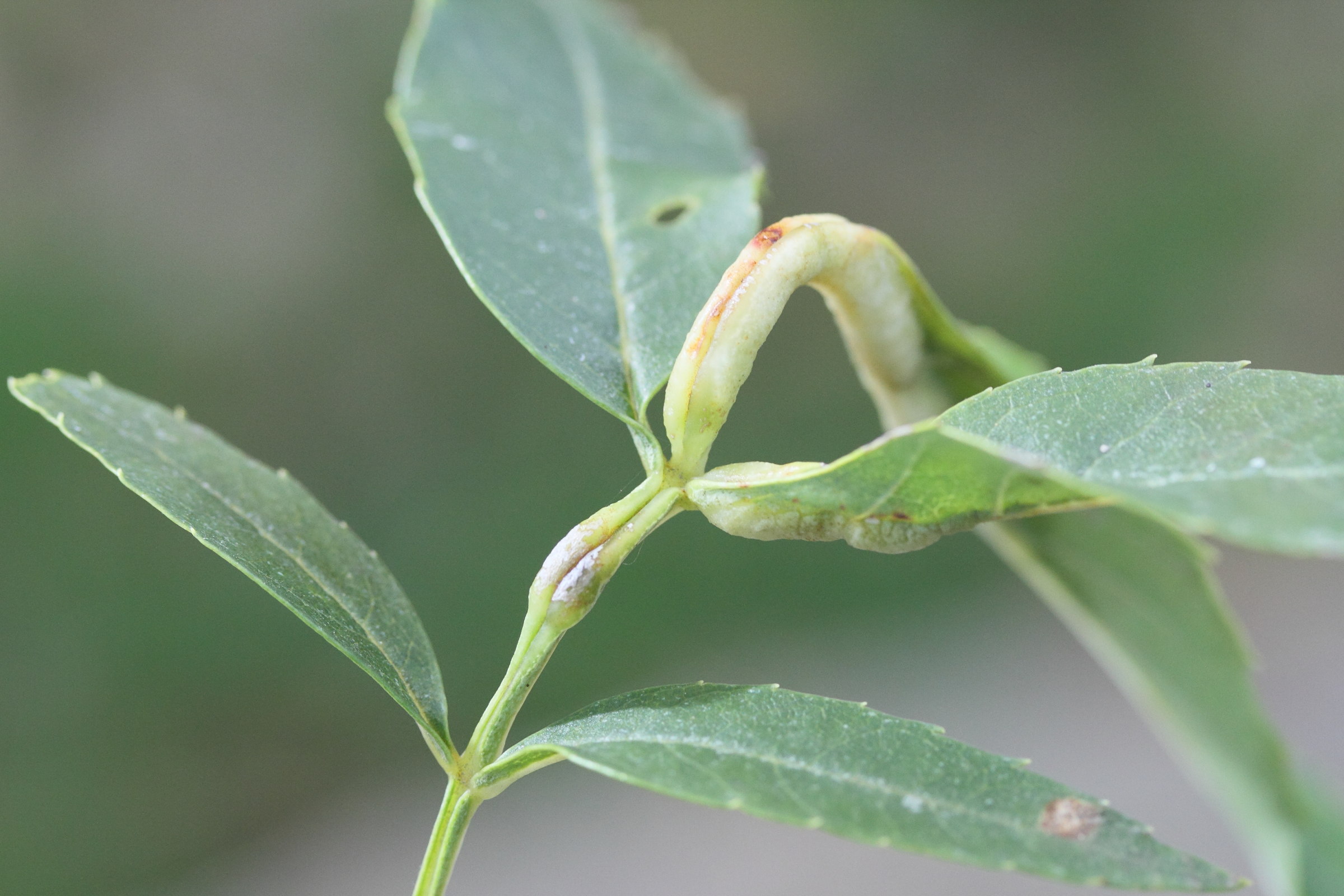 dasineura_fraxini_galle5md