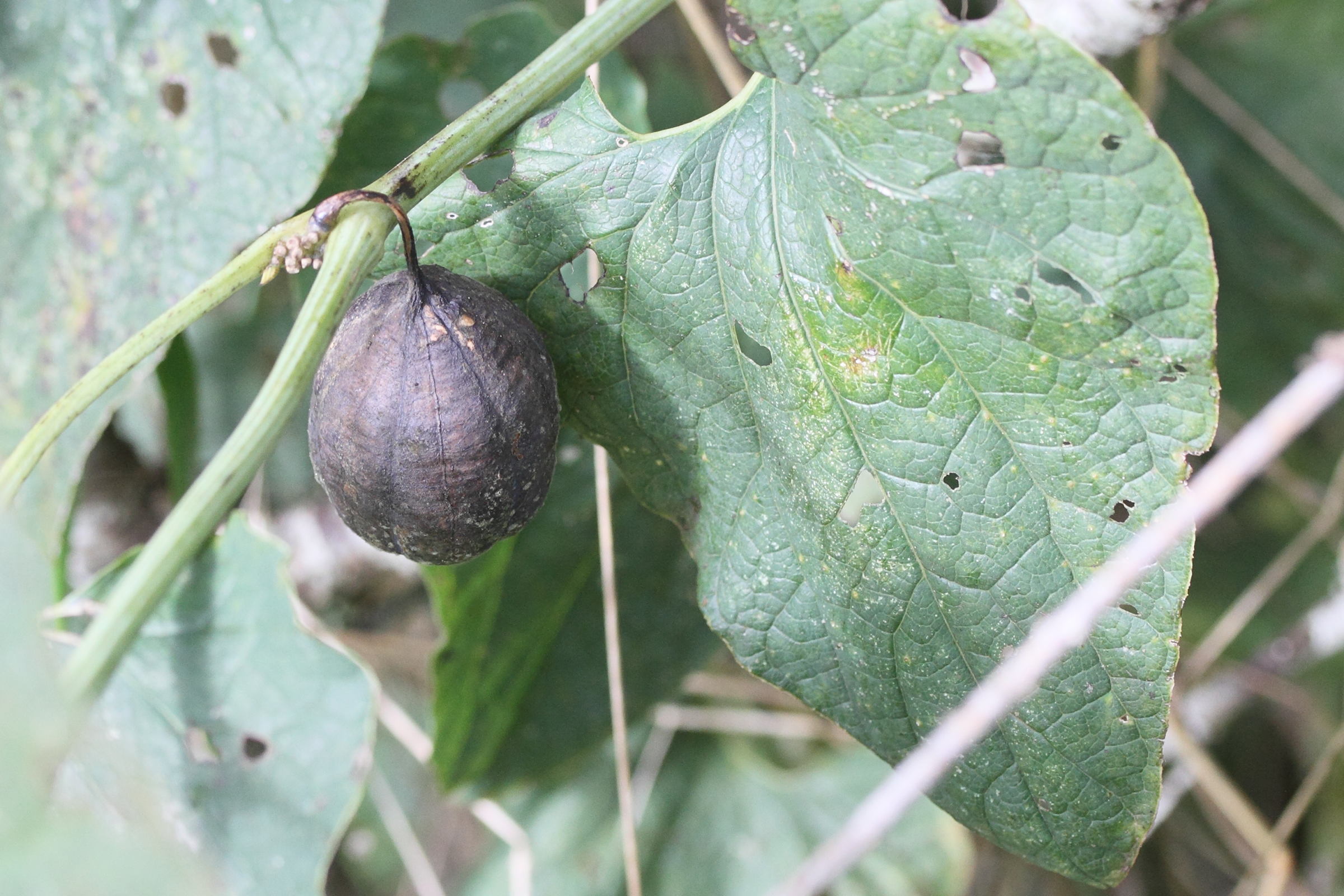 Afficher le média aristolochia_clematitis7md aristolochia_clematitis7md