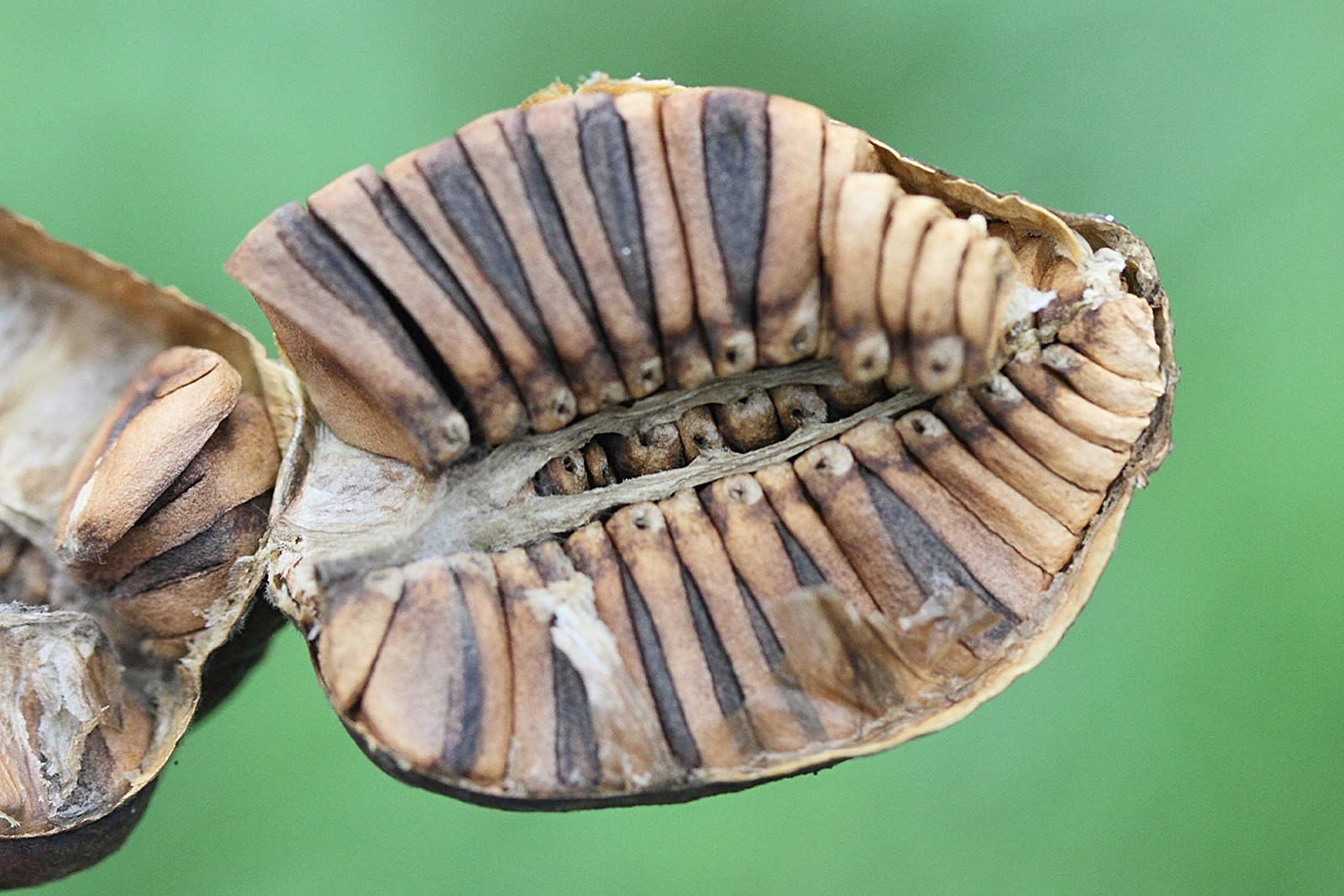 Afficher le média aristolochia_clematitis8md aristolochia_clematitis8md