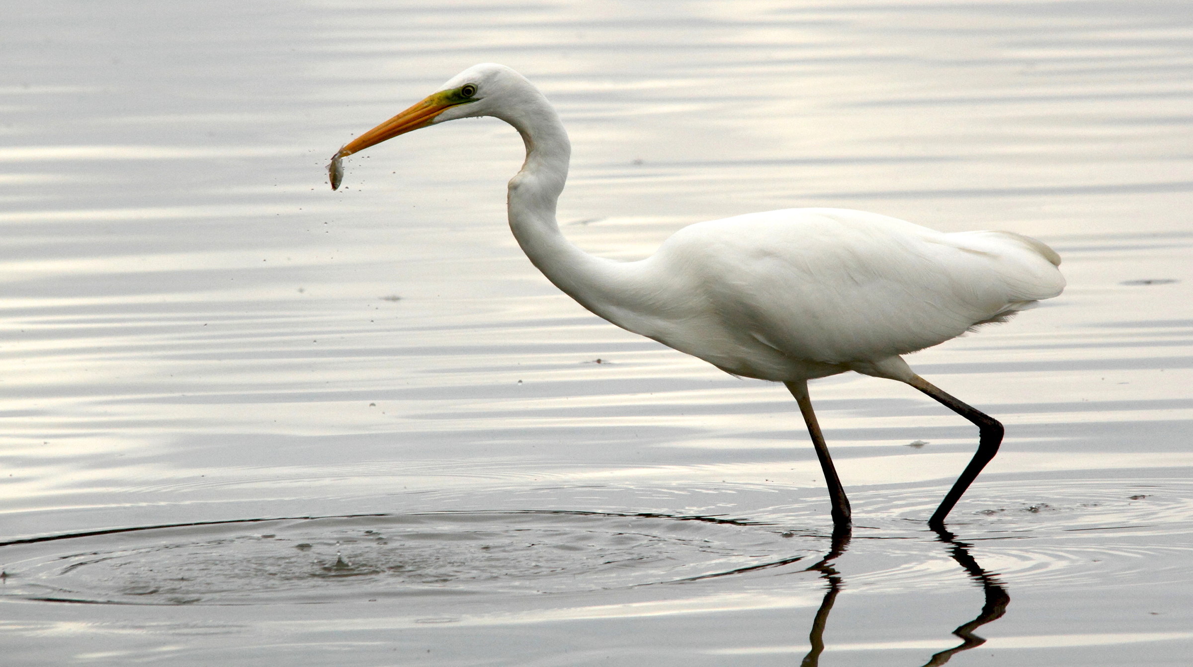 grande_aigrette_-_ardea_alba9md