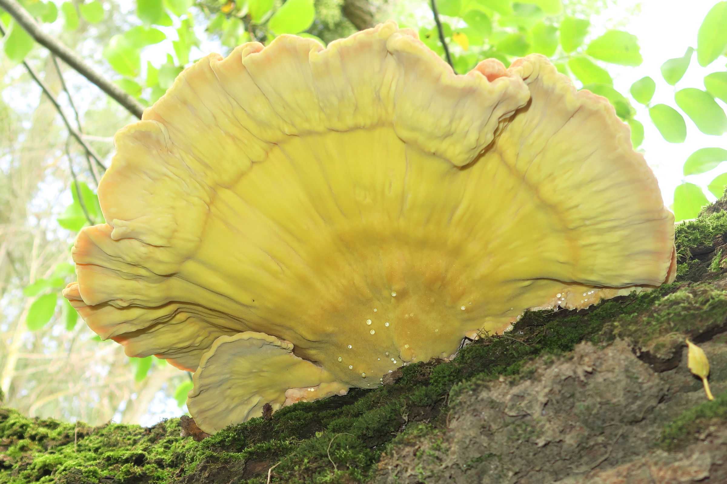 Afficher le média laetiporus_sulphureus11md laetiporus_sulphureus11md