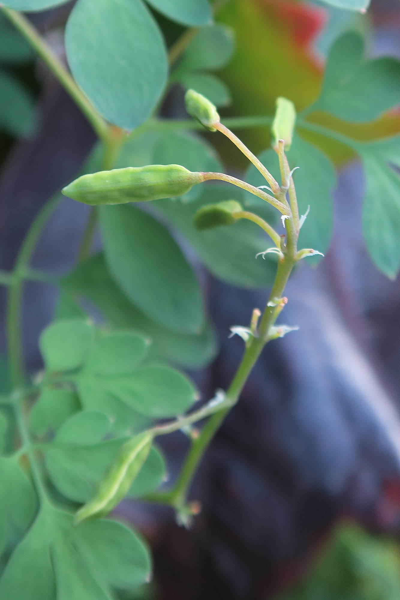 Afficher le média pseudofumaria_lutea5md pseudofumaria_lutea5md