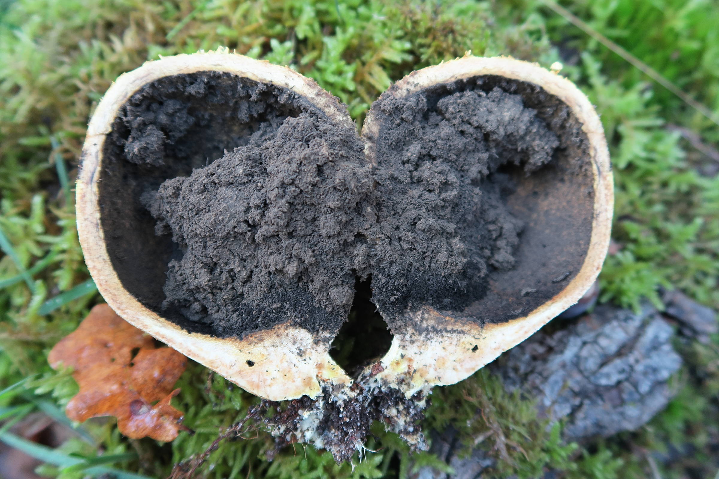 Afficher le média scleroderma_citrinum5md scleroderma_citrinum5md