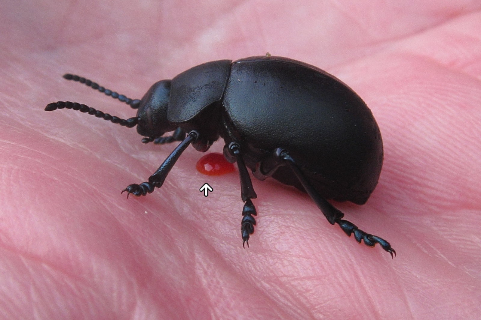 timarcha_tenebricosa3bd