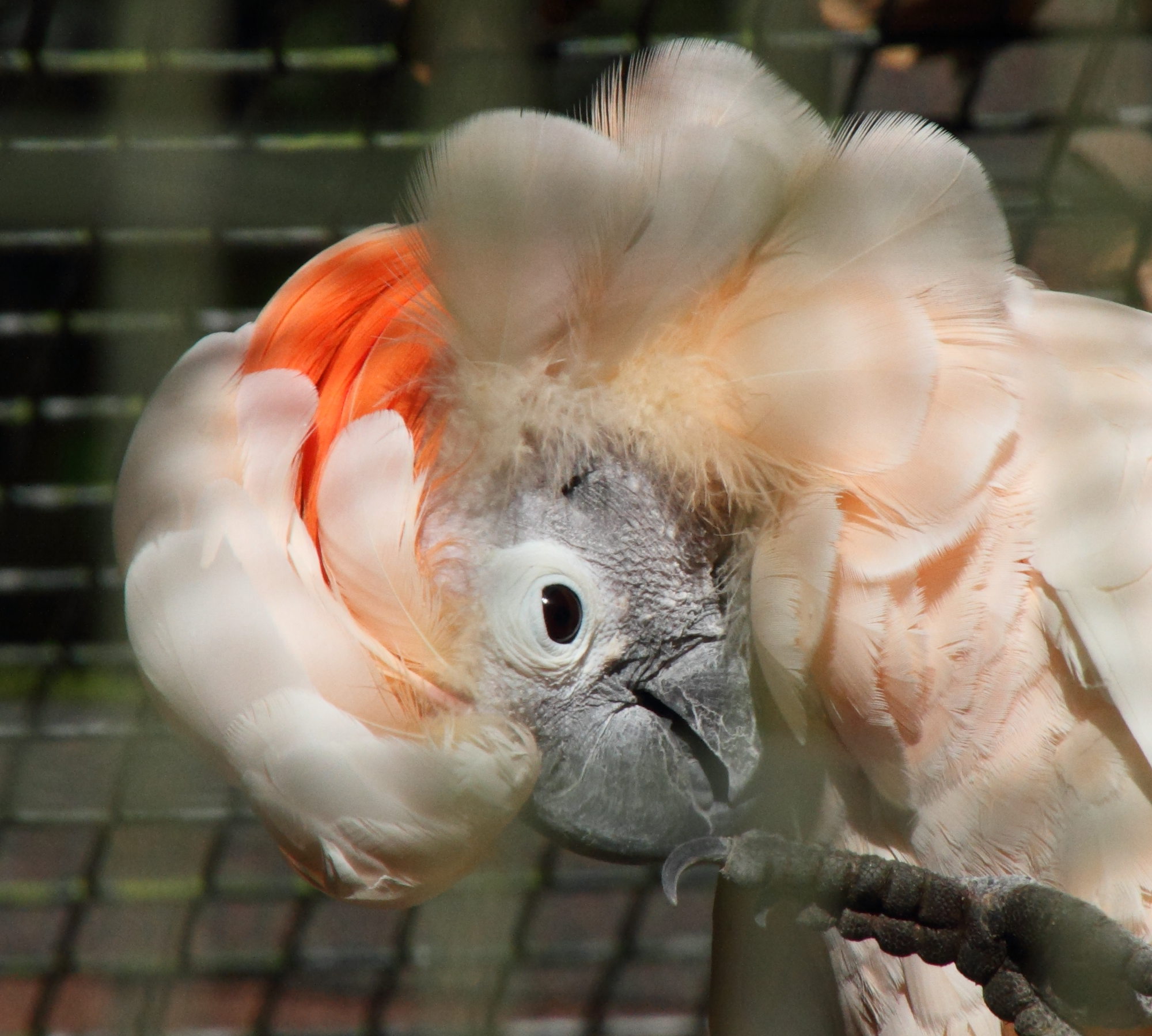 cacatua_moluccensis3md