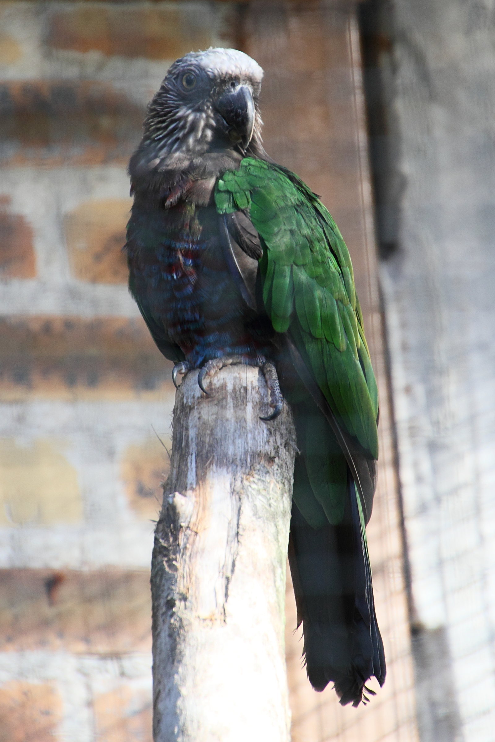 deroptyus_occipitrinus2md