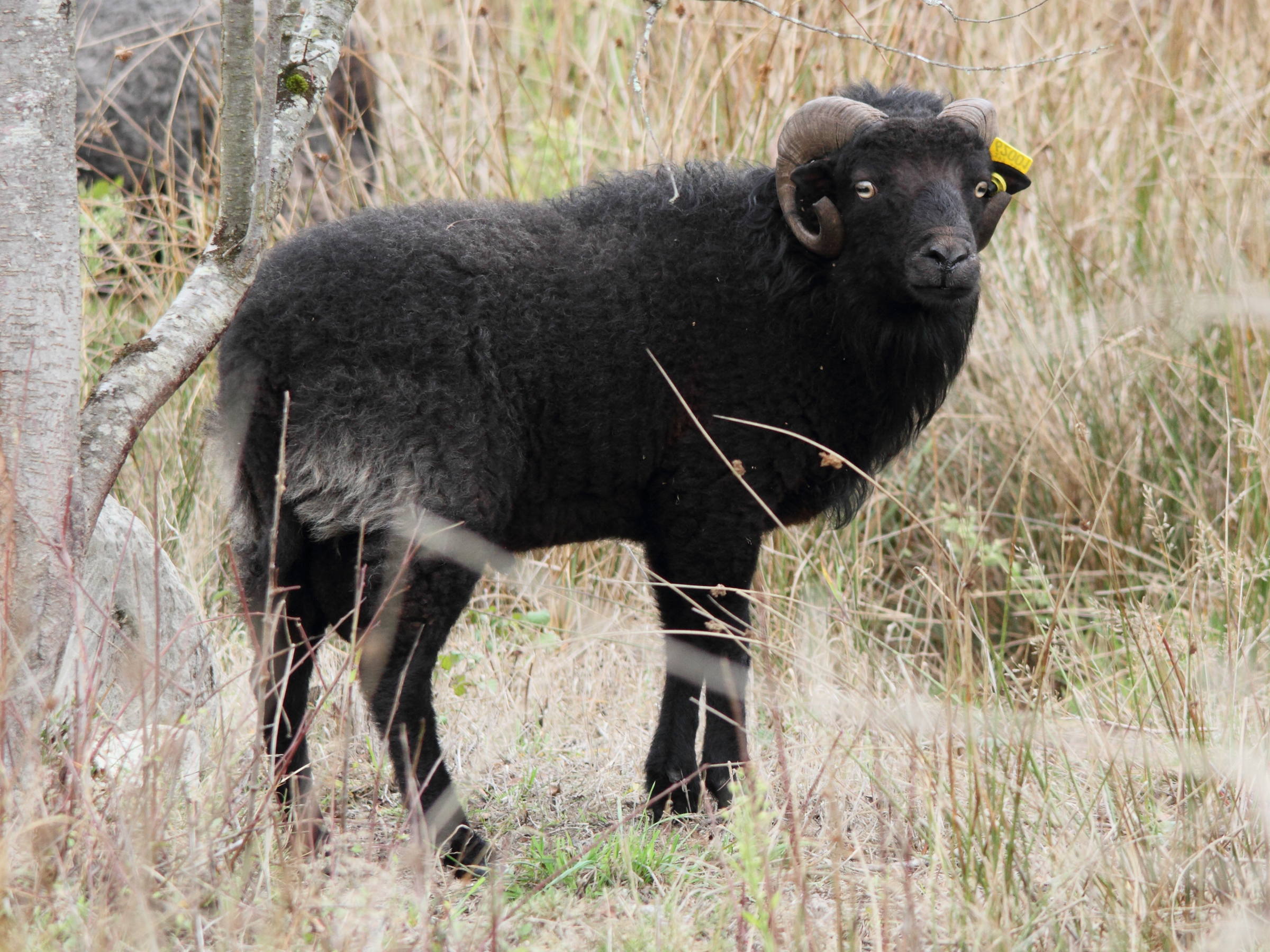 ovis_aries_ouessant3md