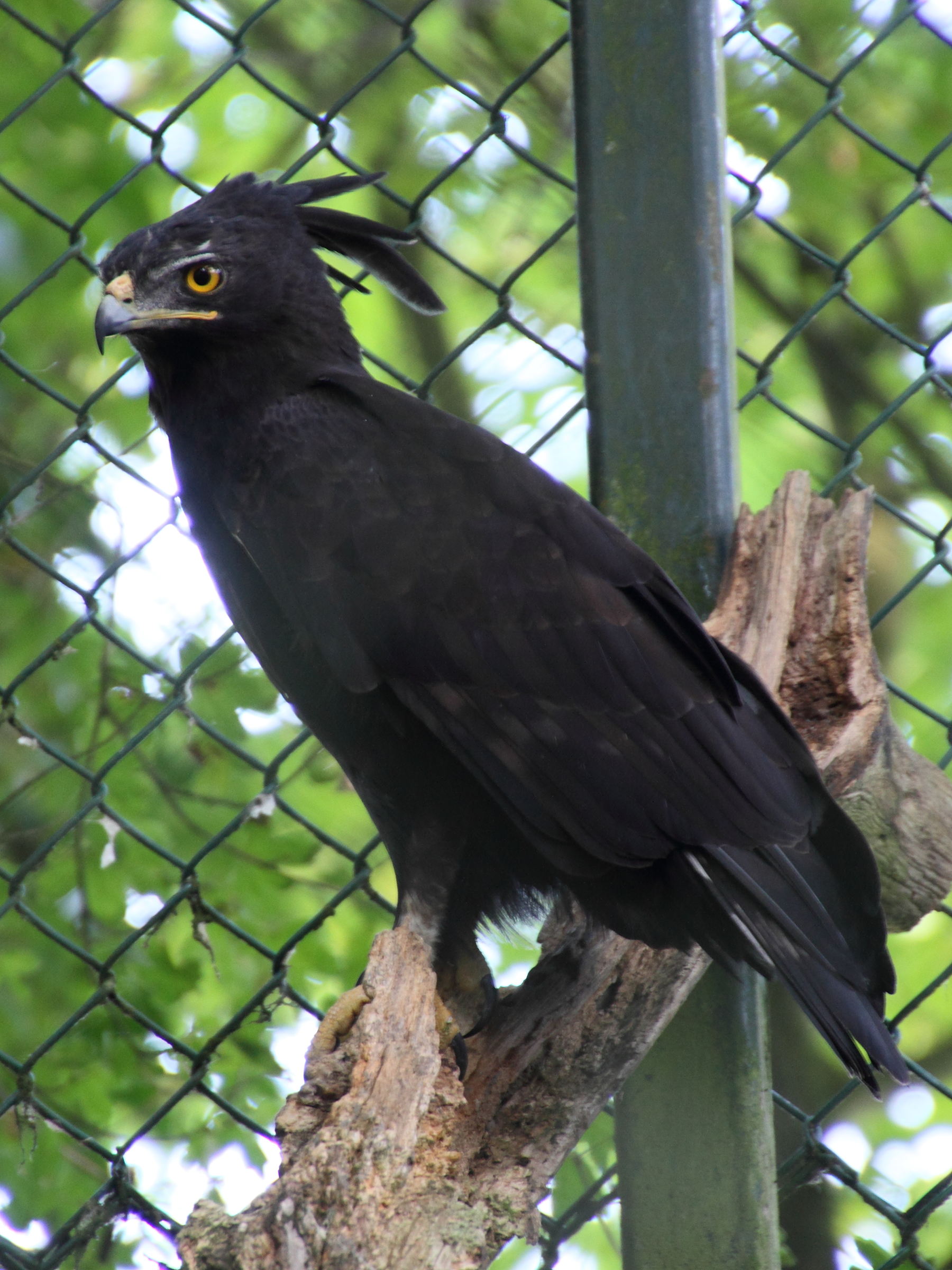 aigle_huppard_-_laphoaetus_occipitalis1md