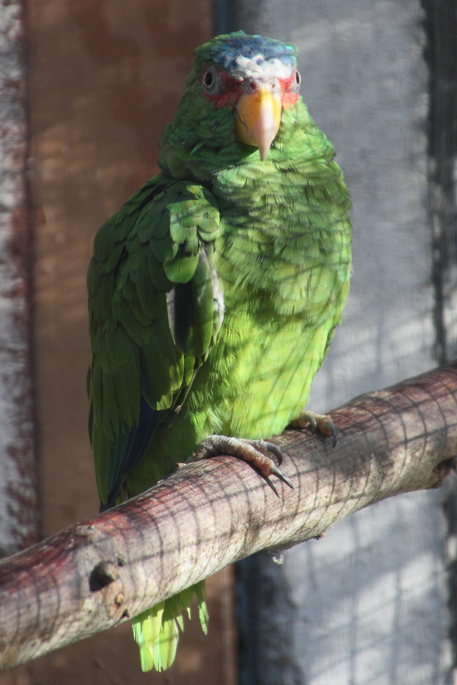 amazona_albifrons1md