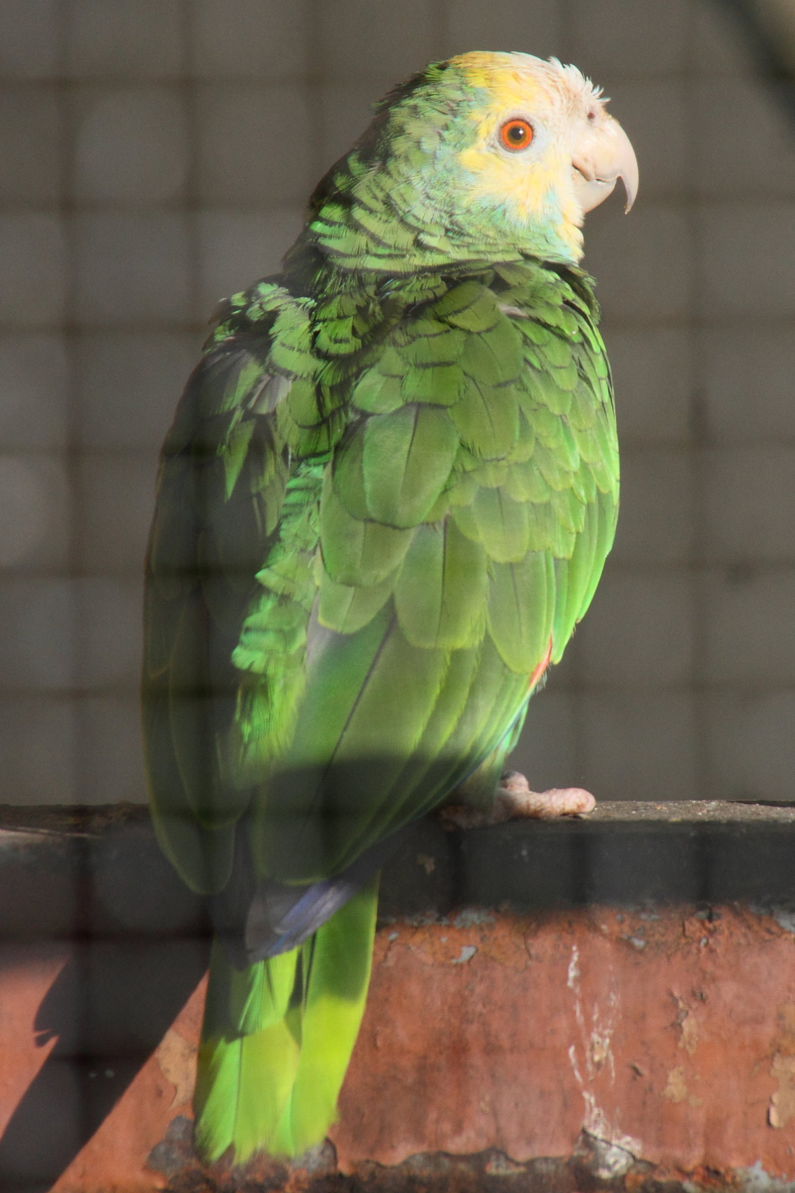 amazona_barbadensis1md