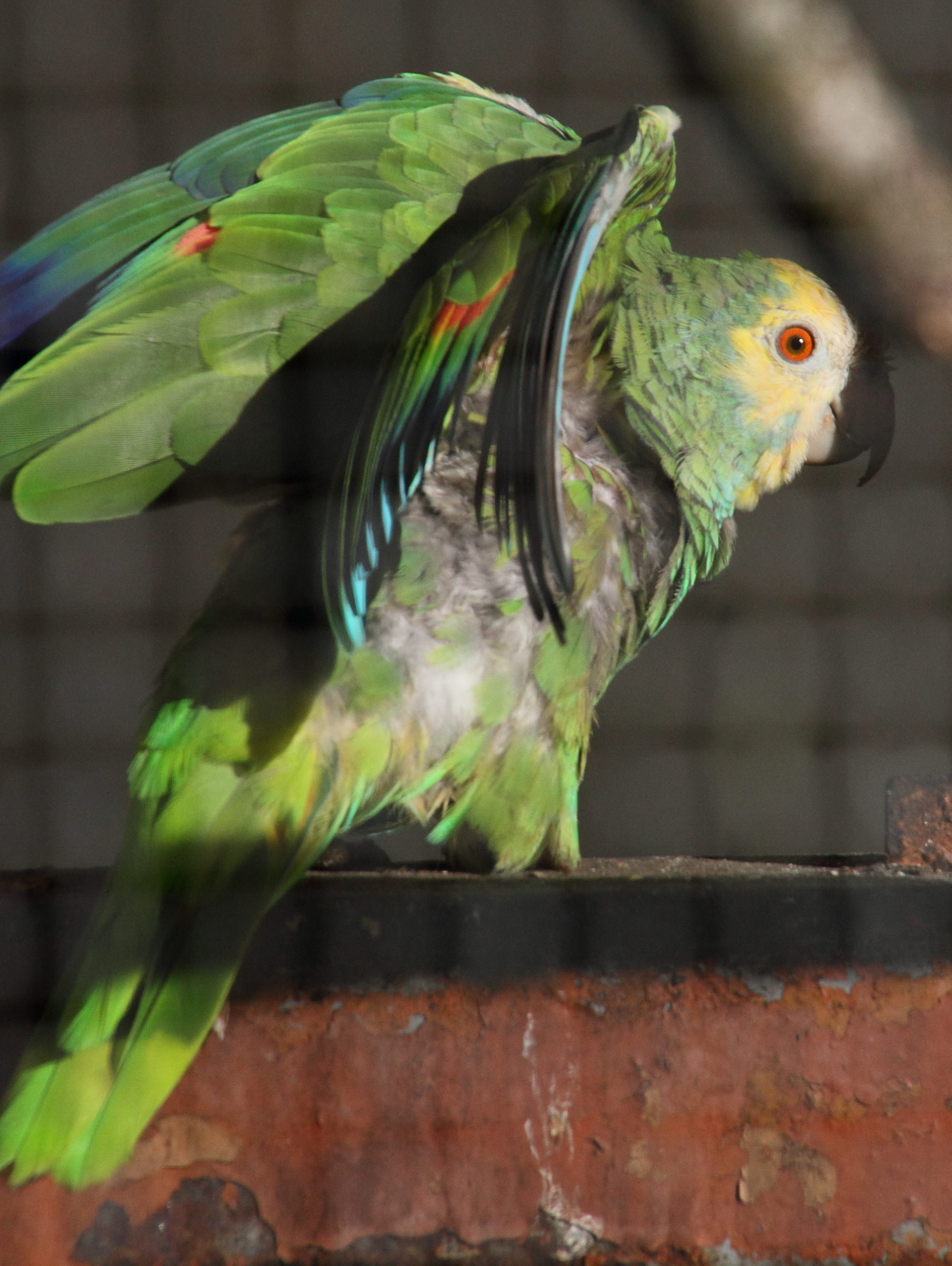 amazona_barbadensis2md