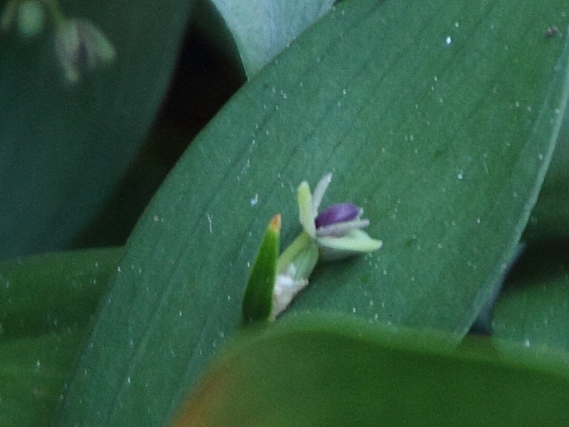 ruscus_x_microglossum1md