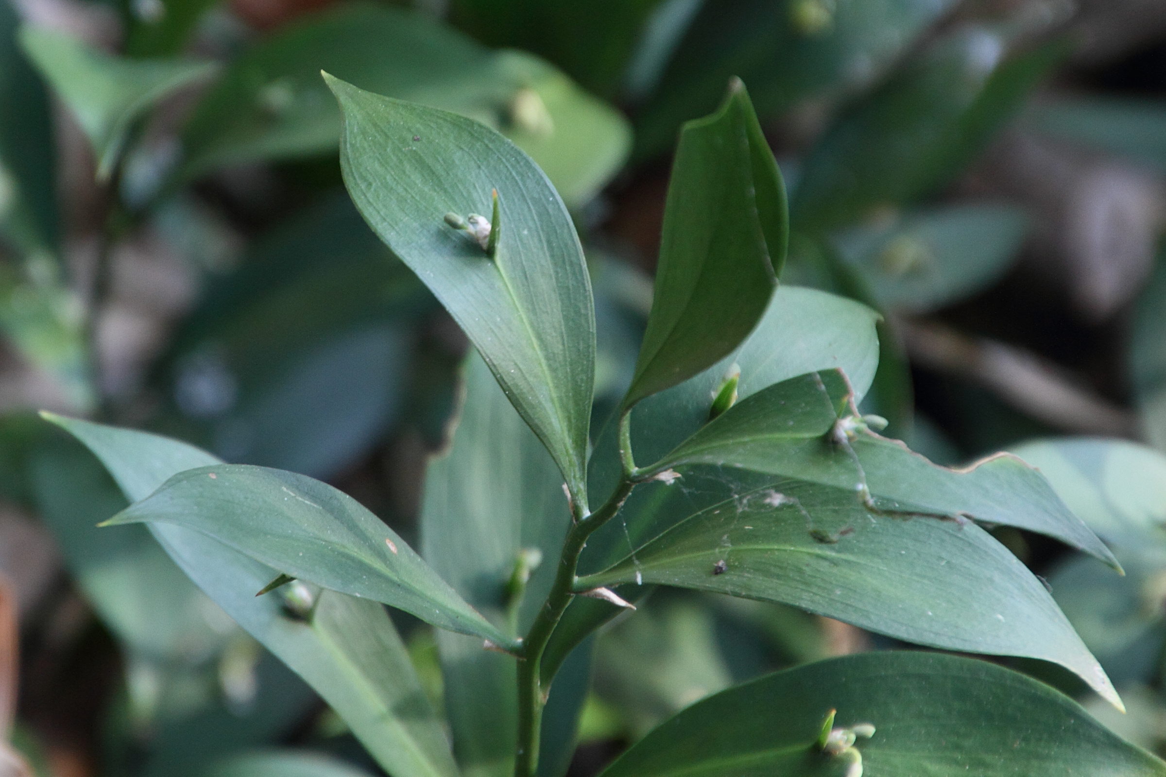 ruscus_x_microglossum2md