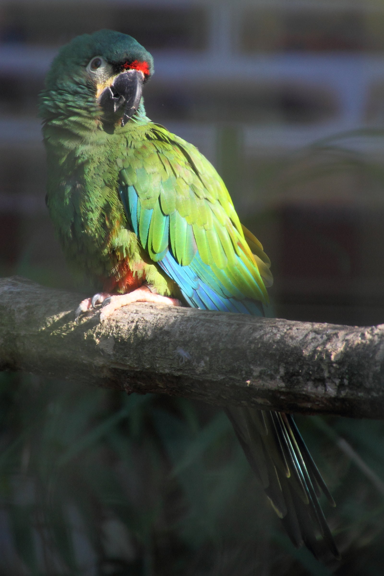 ara_d-illiger_-_primolius_maracana1md