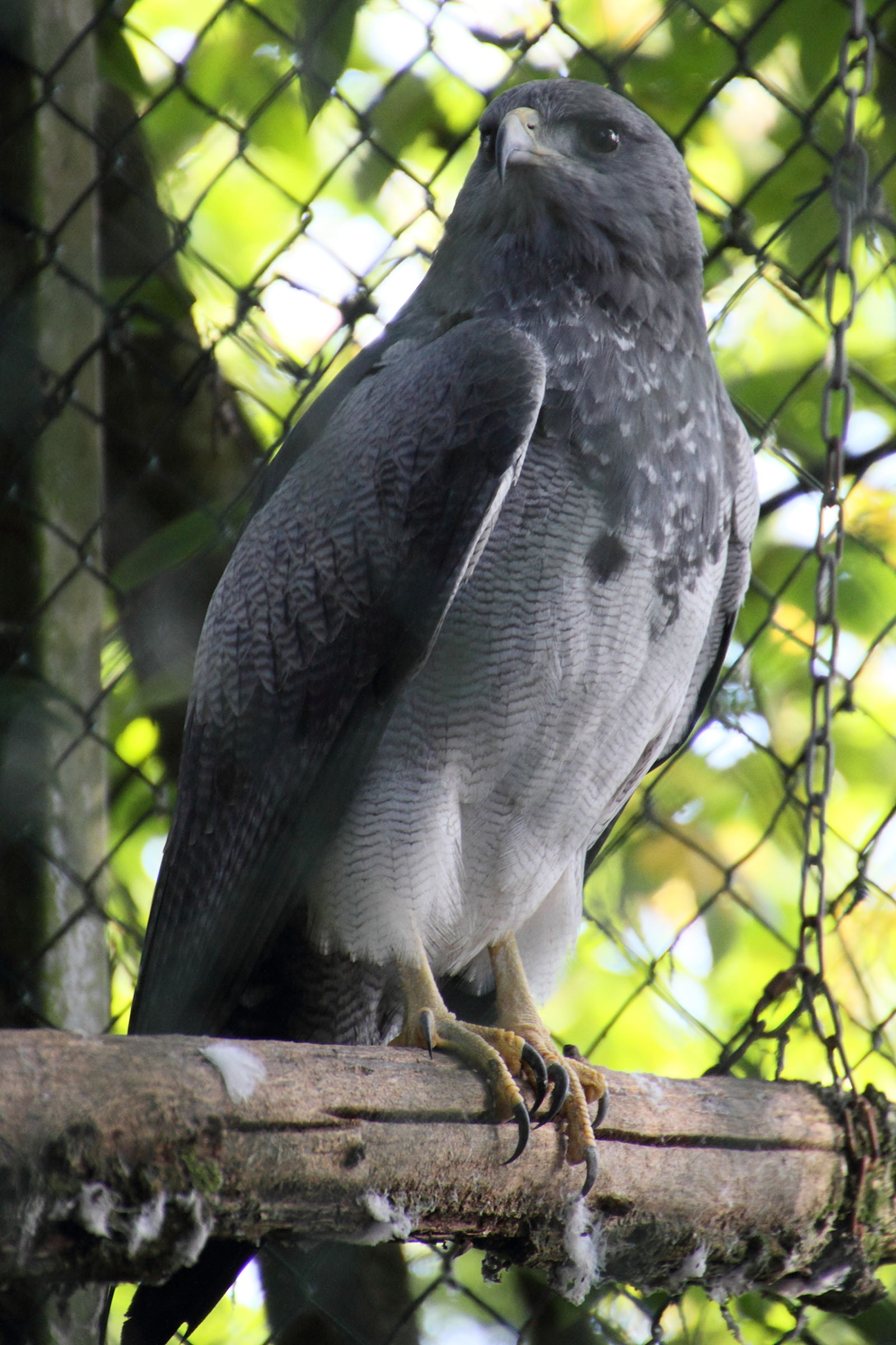 buse_aguia_-_geranoaetus_melanoleucus1md