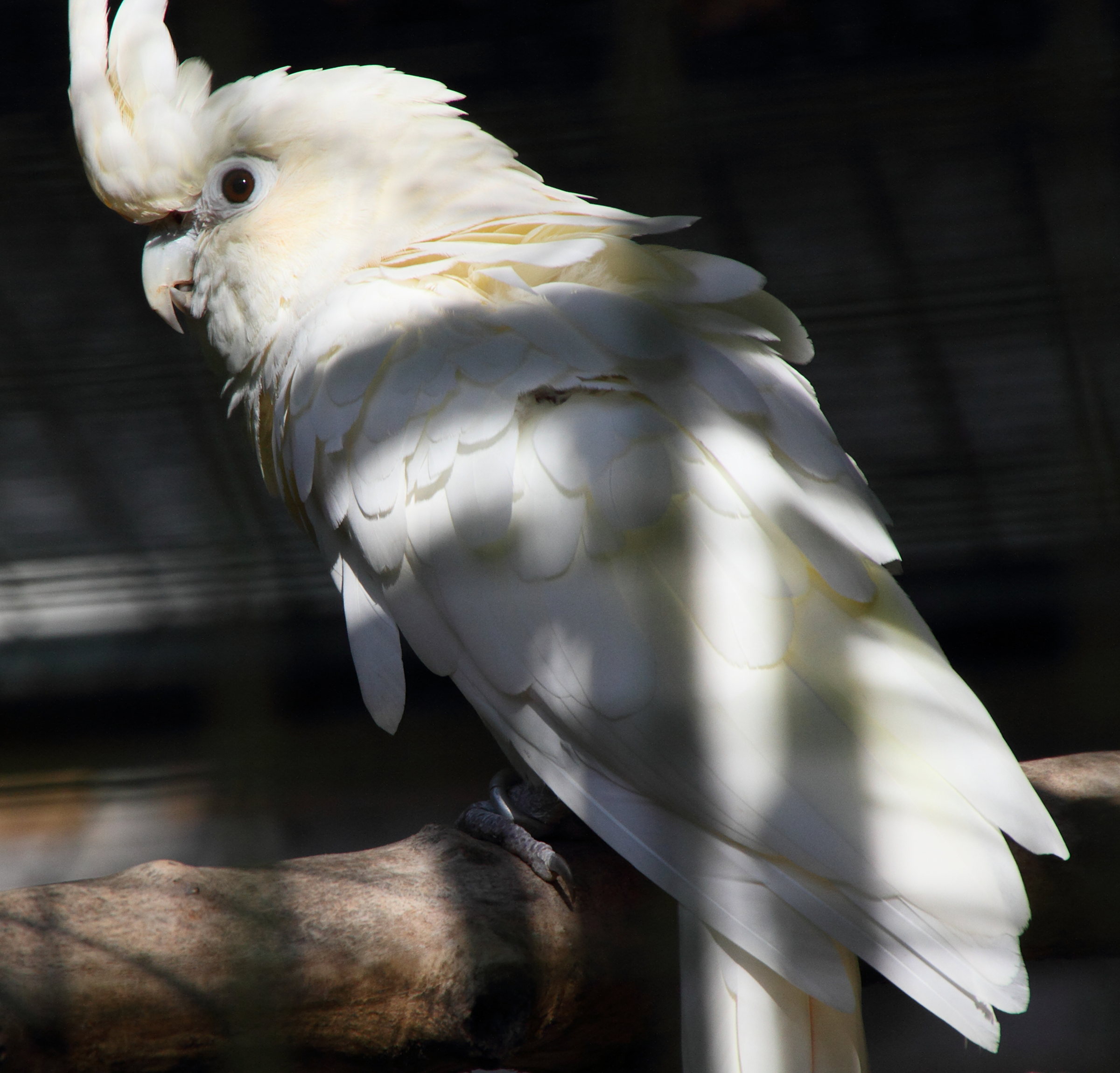 cacatua_haematuropygia1md