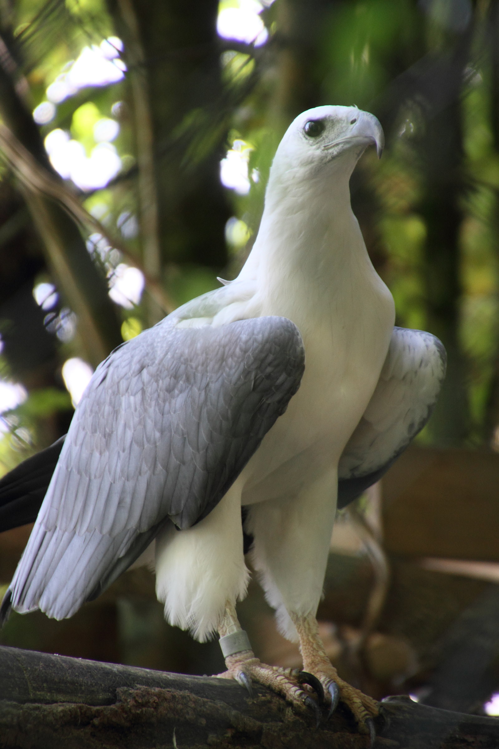 pygargue_blagre_-_haliaeetus_leucogaster1md