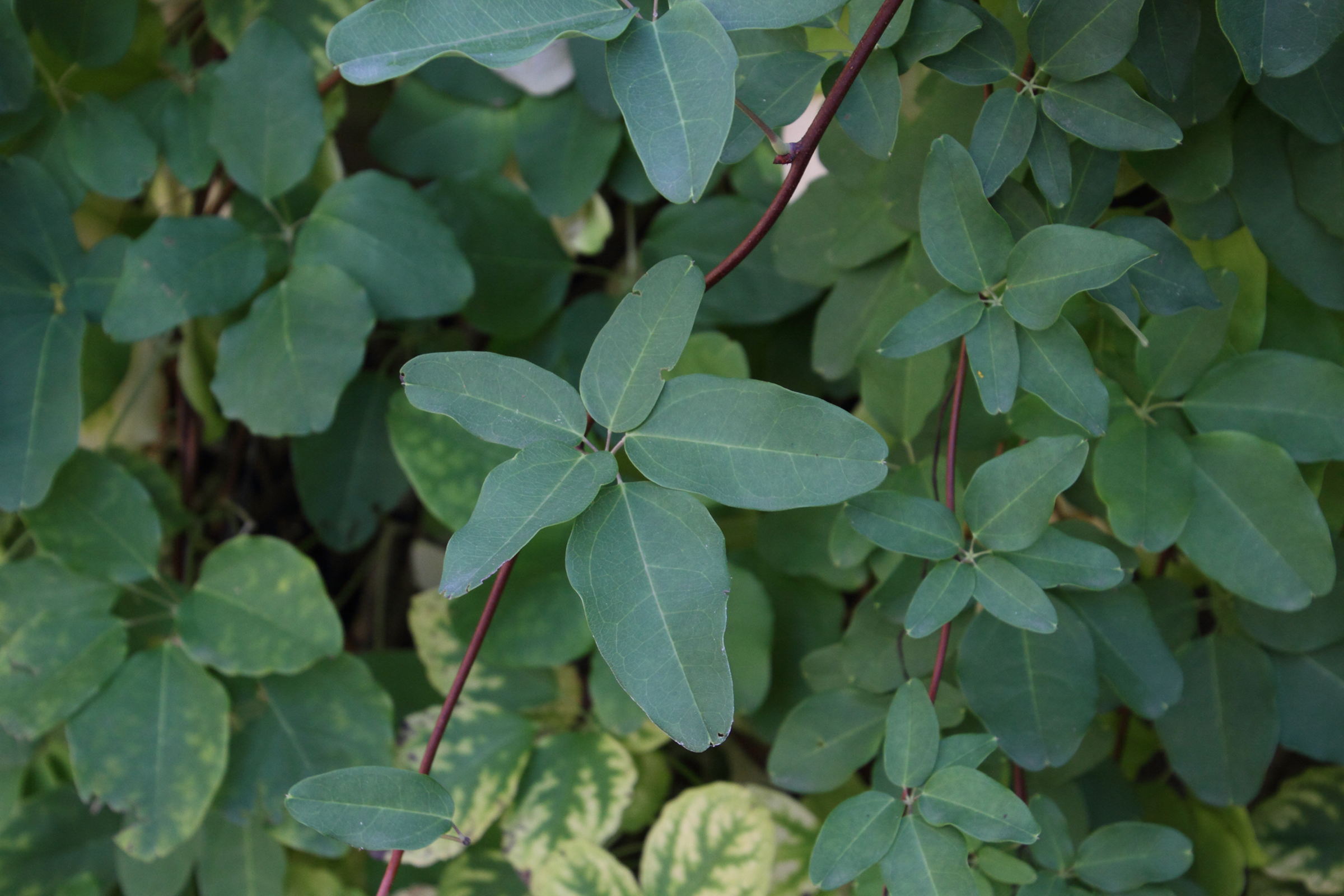 Afficher le média akebia_quinata5md akebia_quinata5md