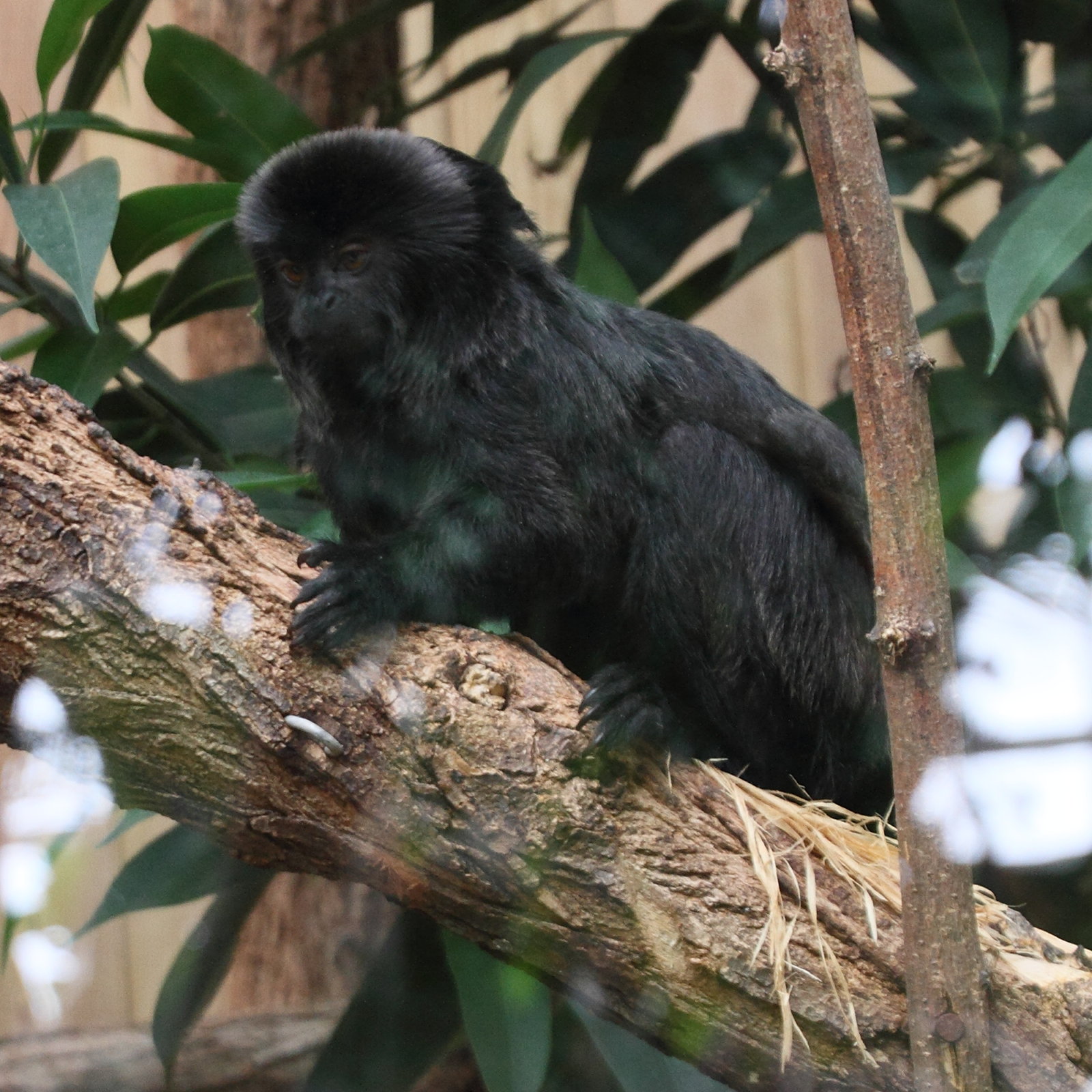 callimico_goeldii3md