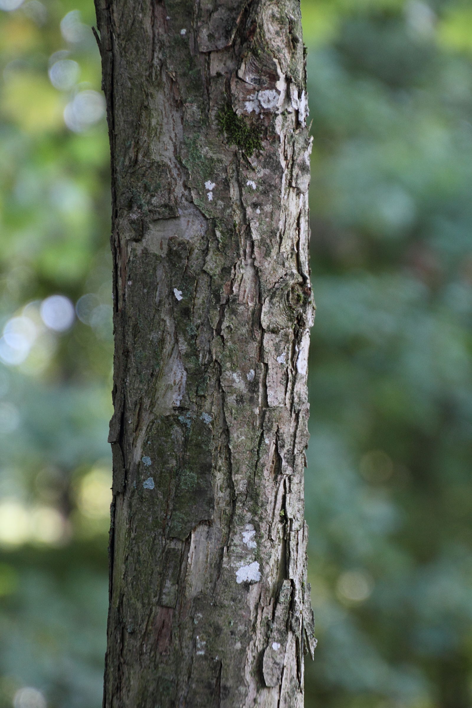 Afficher le média cercidiphyllum_japonicum6md cercidiphyllum_japonicum6md