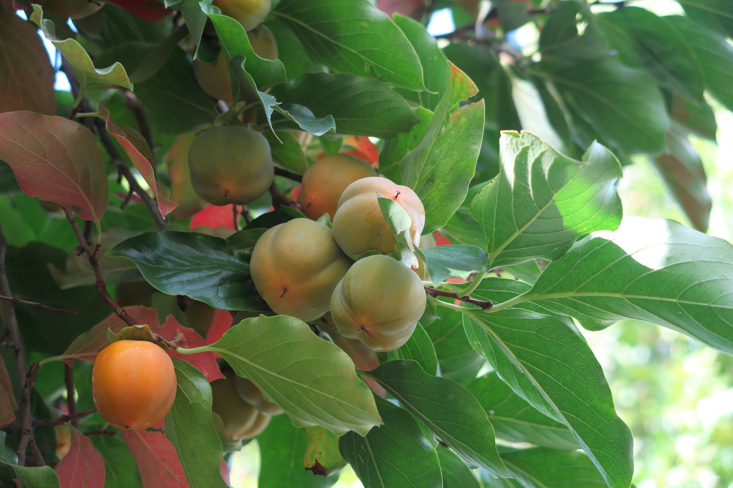 Afficher le média diospyros_kaki7md diospyros_kaki7md