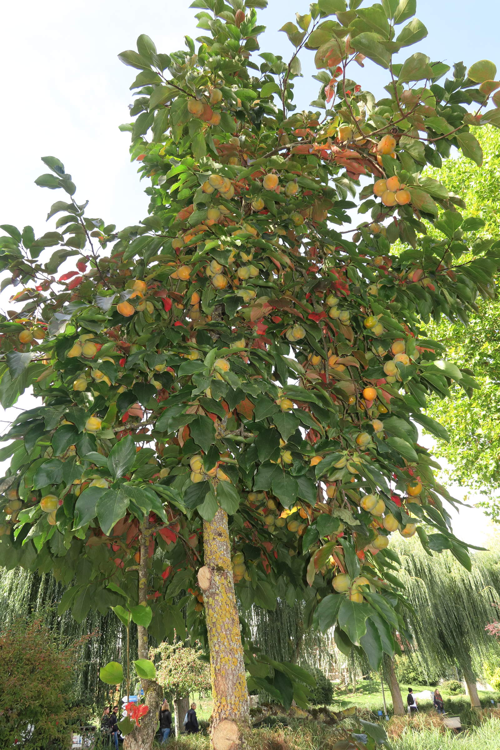 Afficher le média diospyros_kaki8md diospyros_kaki8md