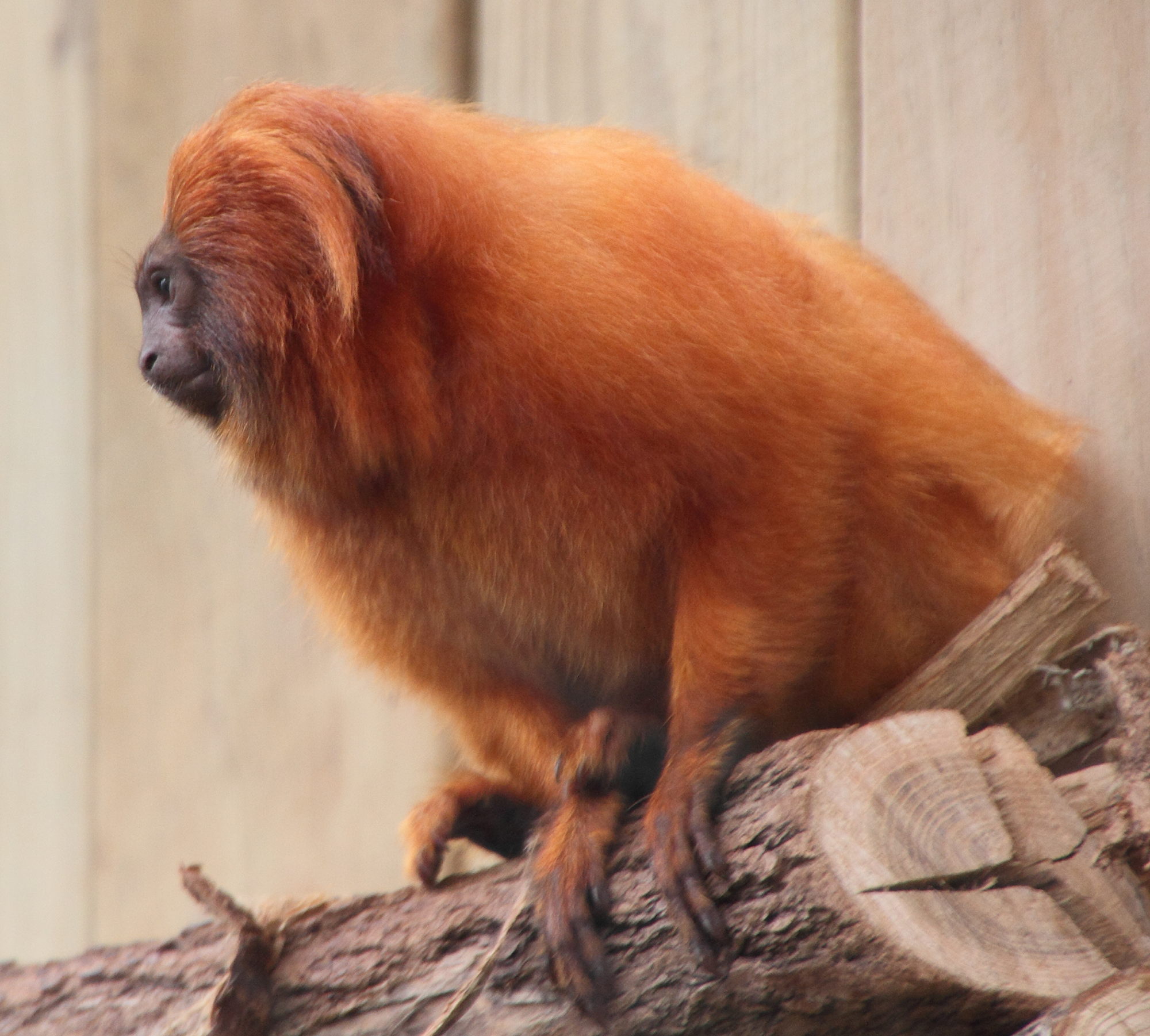 leontopithecus_rosalia1md