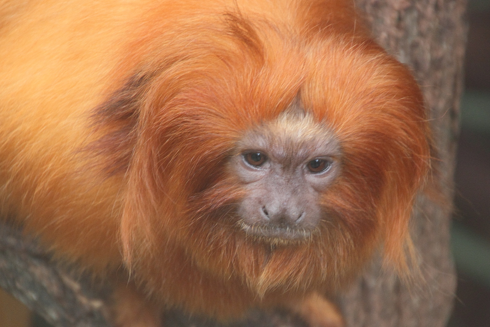 leontopithecus_rosalia2md