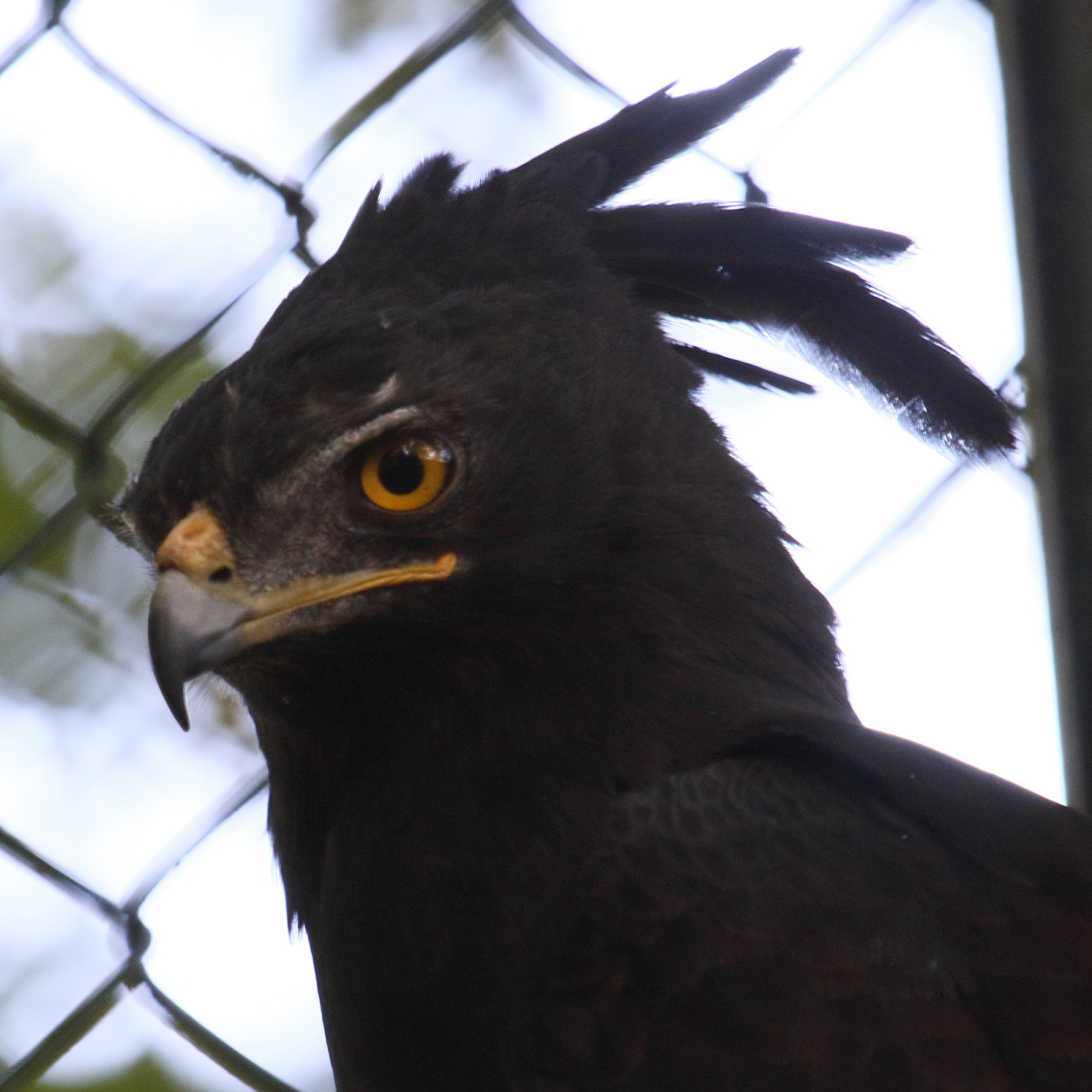 aigle_huppard_-_laphoaetus_occipitalis2bd