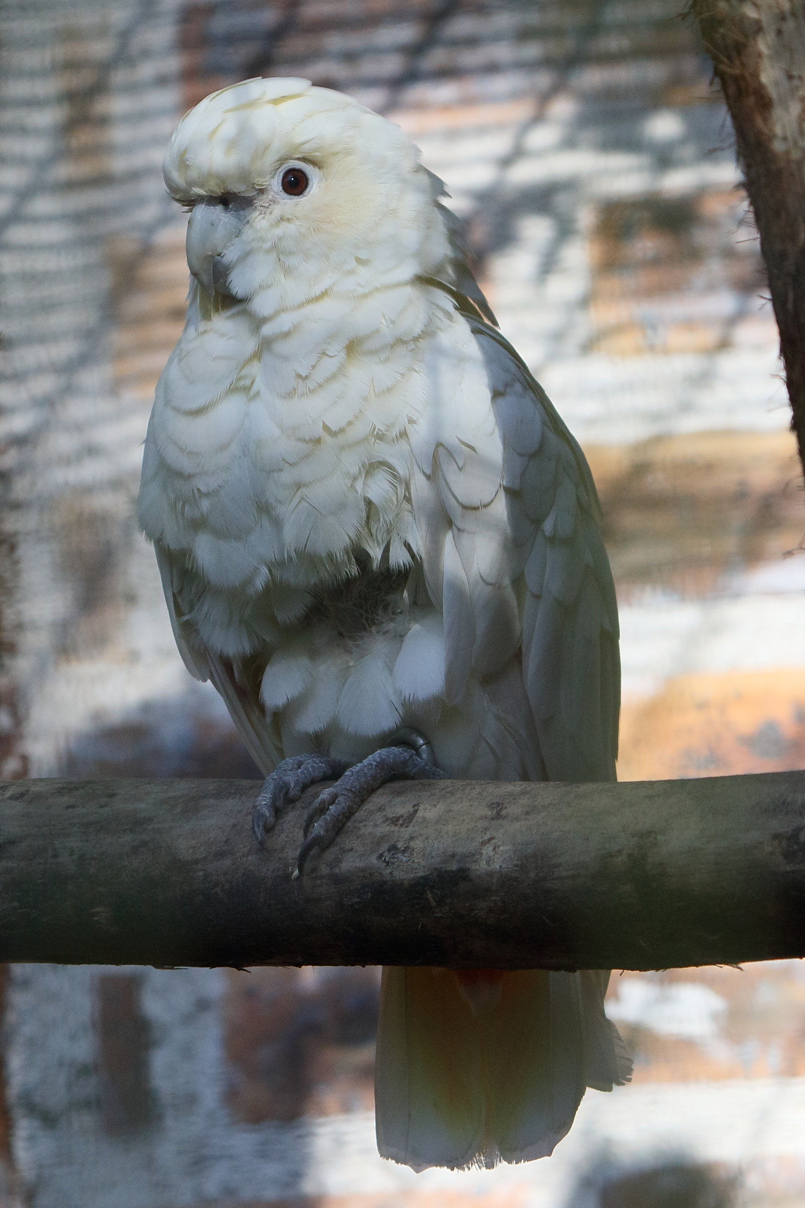 cacatoes_des_philippines_-_cacatua_haematuropygia2bd
