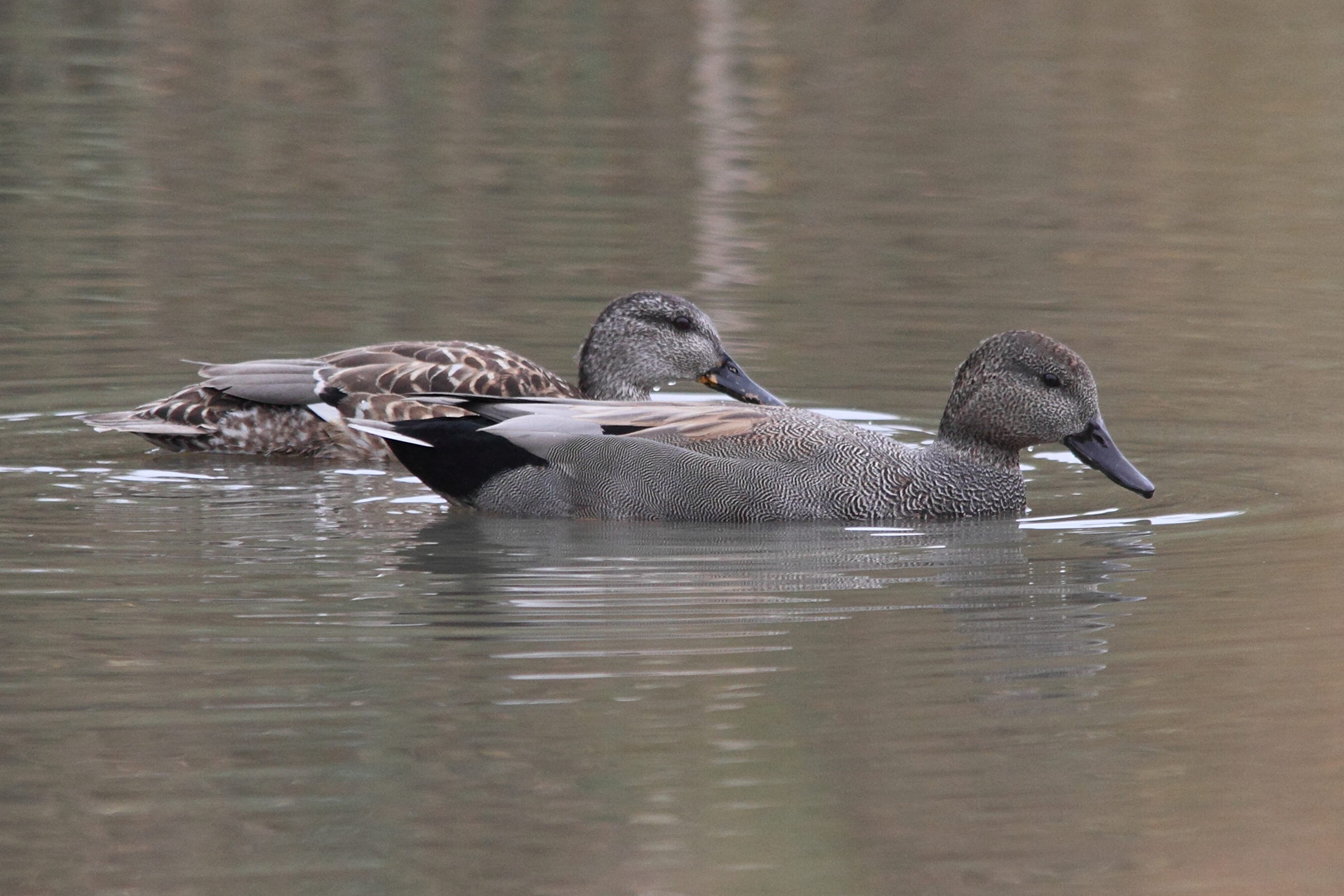 canard_chipeau_-_anas_strepera7md