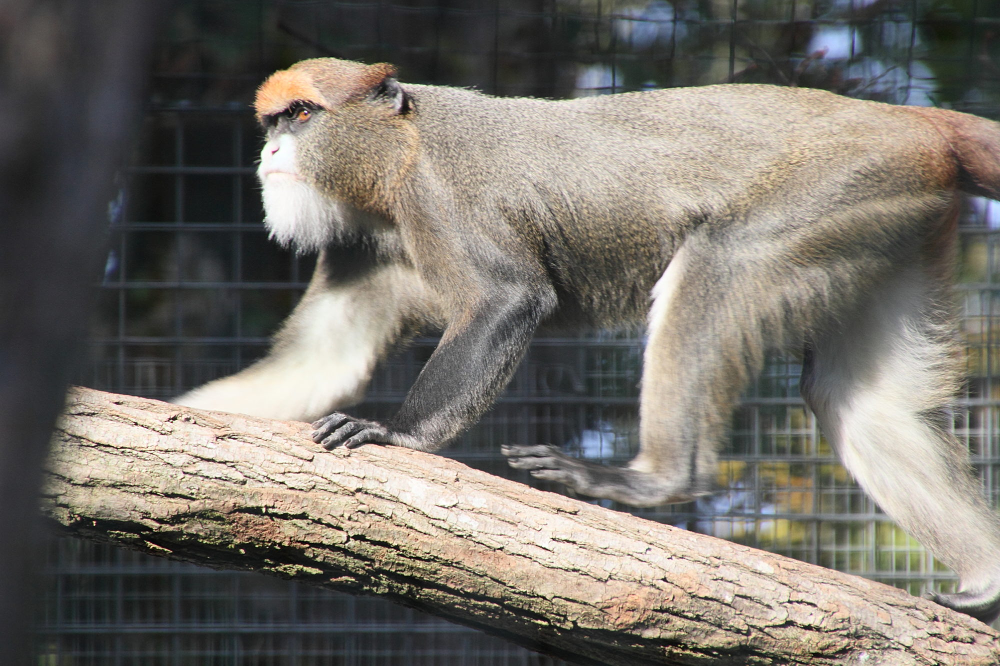 cercopithecus_neglectus5md