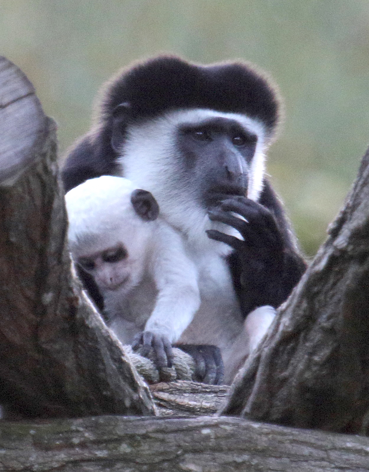colobus_guereza4bd