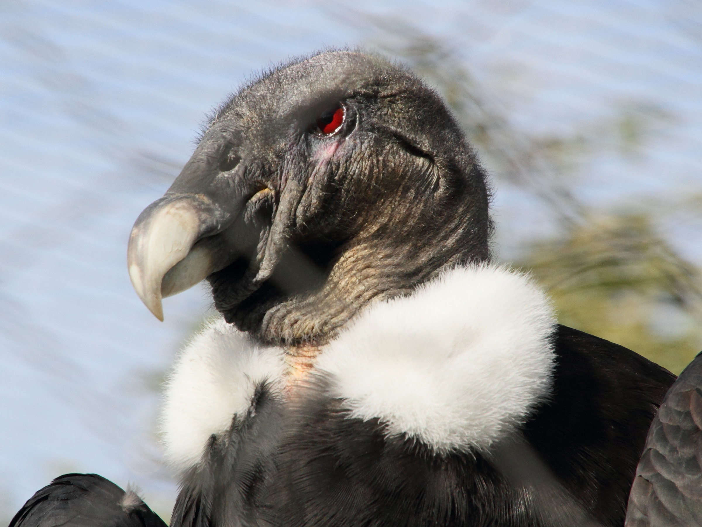 condor_des_andes_-_vultur_gryphus5md