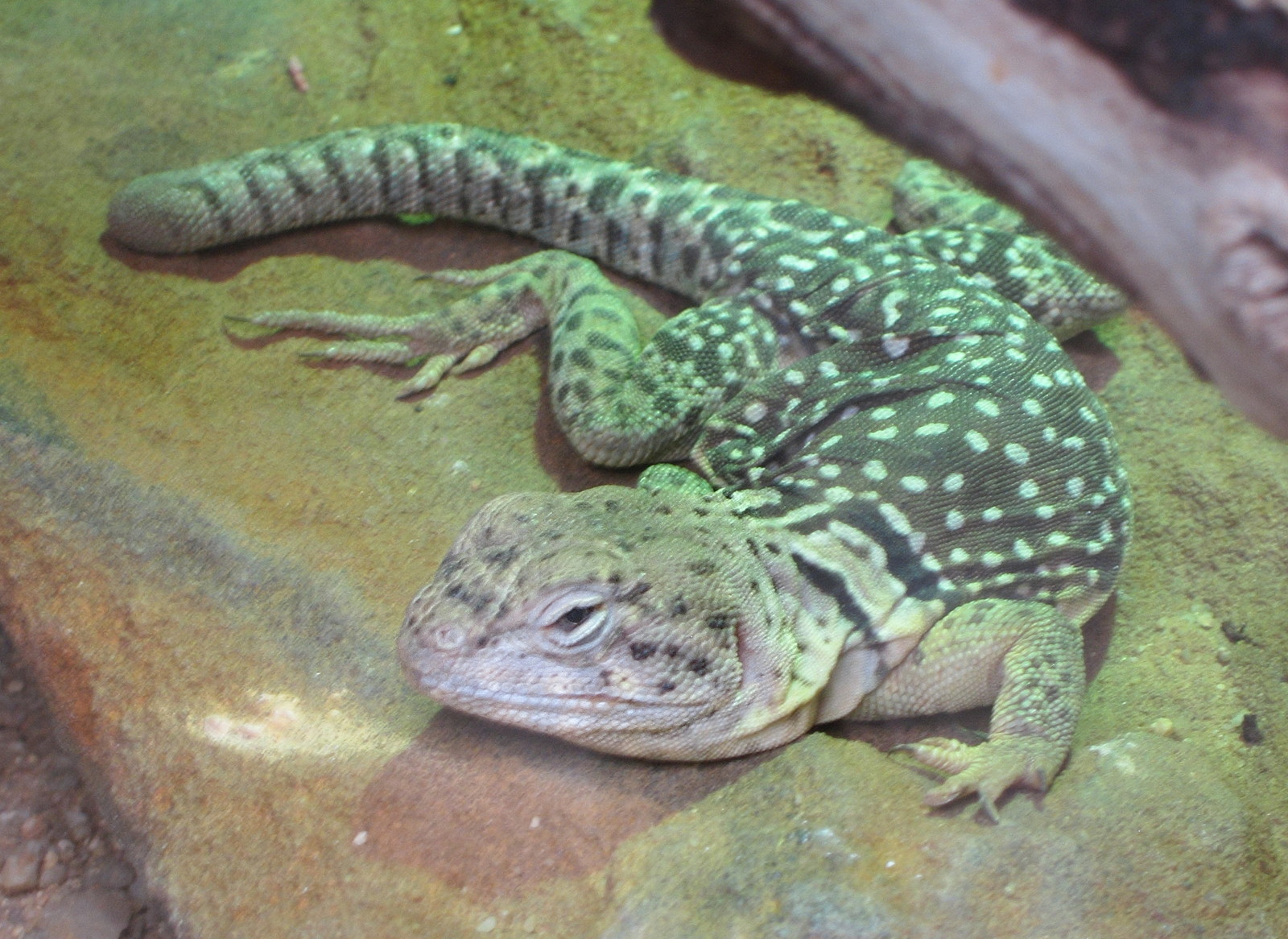 crotaphytus_collaris1bd