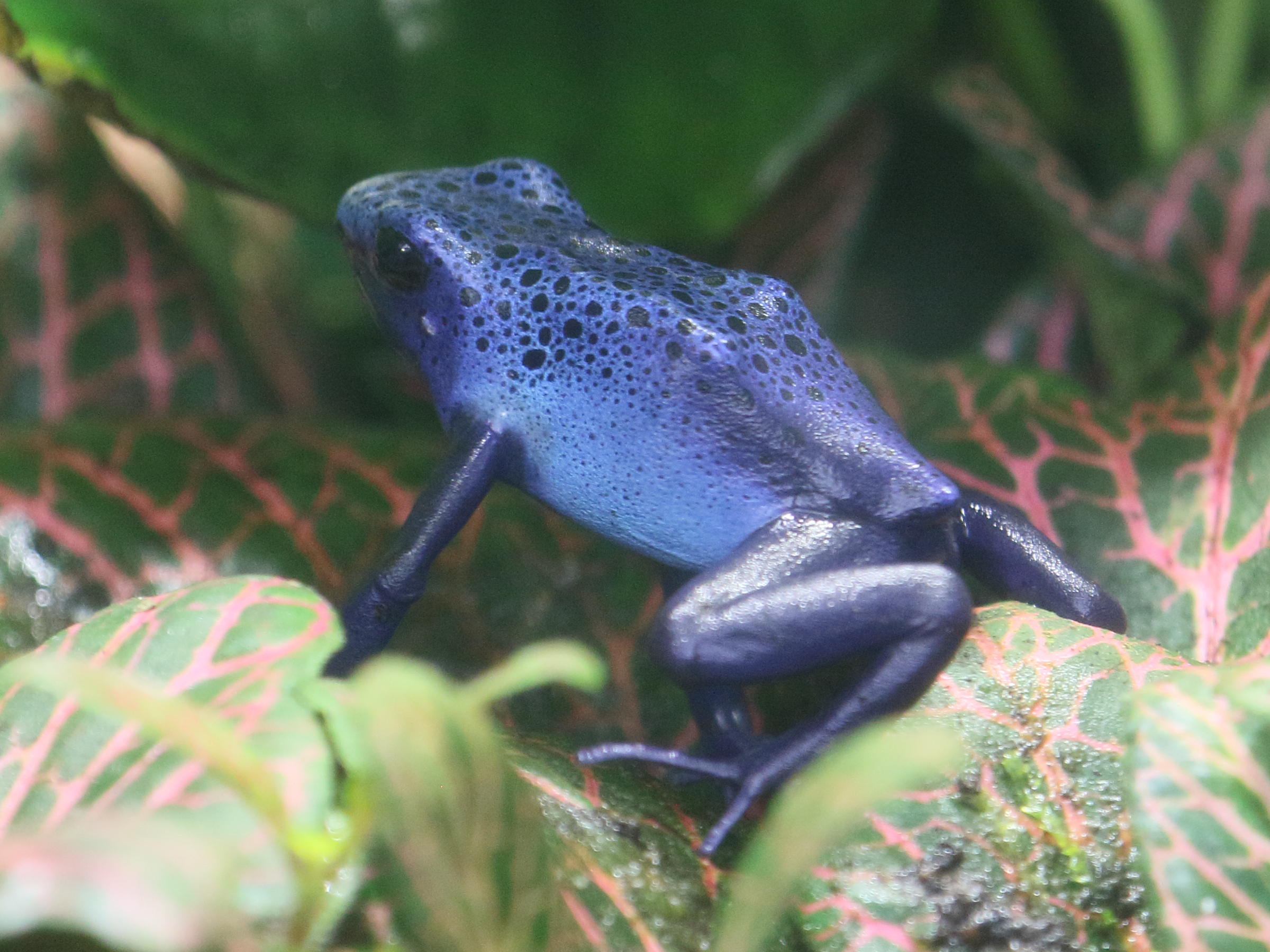 dendrobates_tinctoriusbd